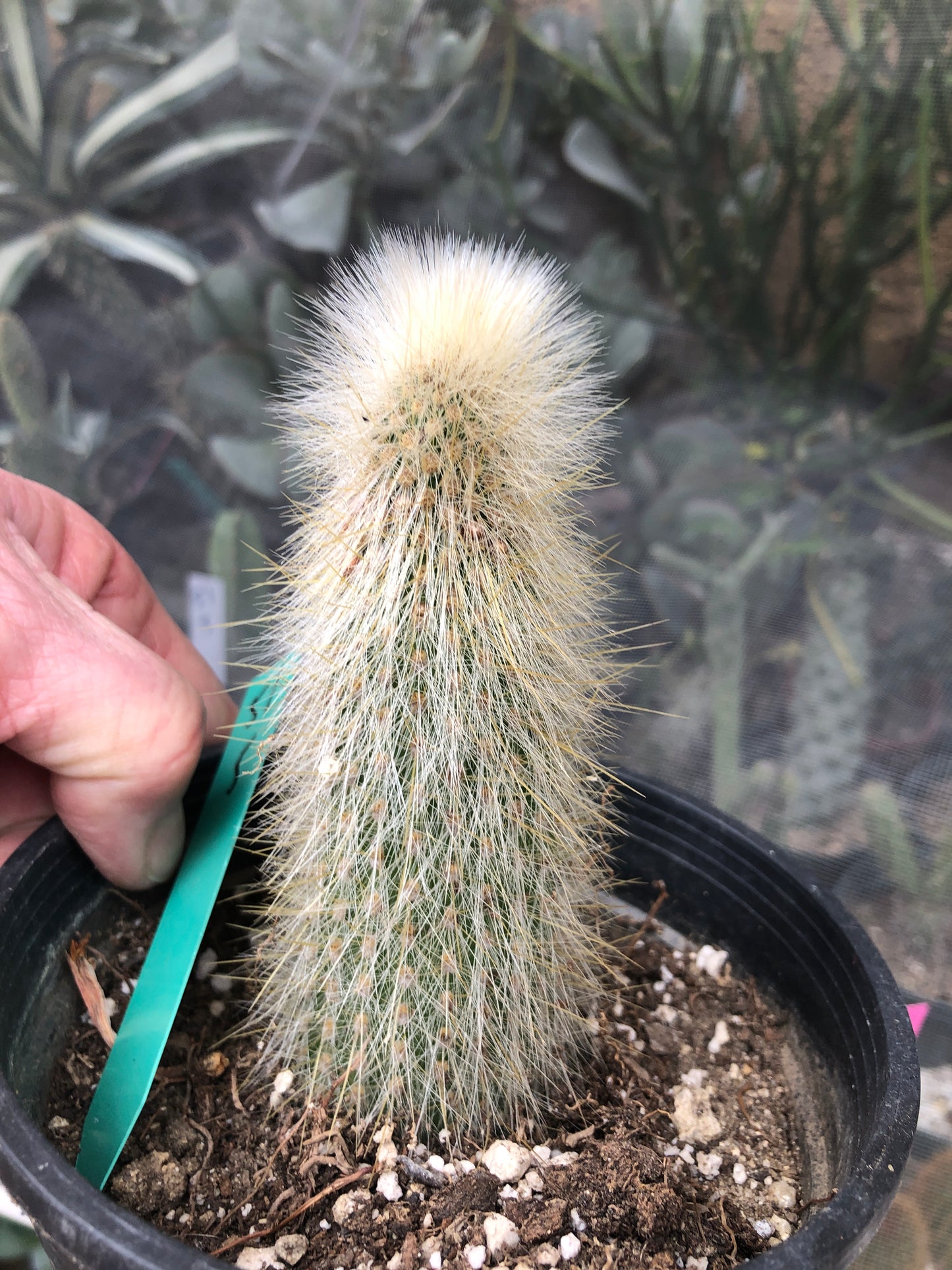 Cleistocactus Strausii Silver Torch Cactus 5”Tall #51G