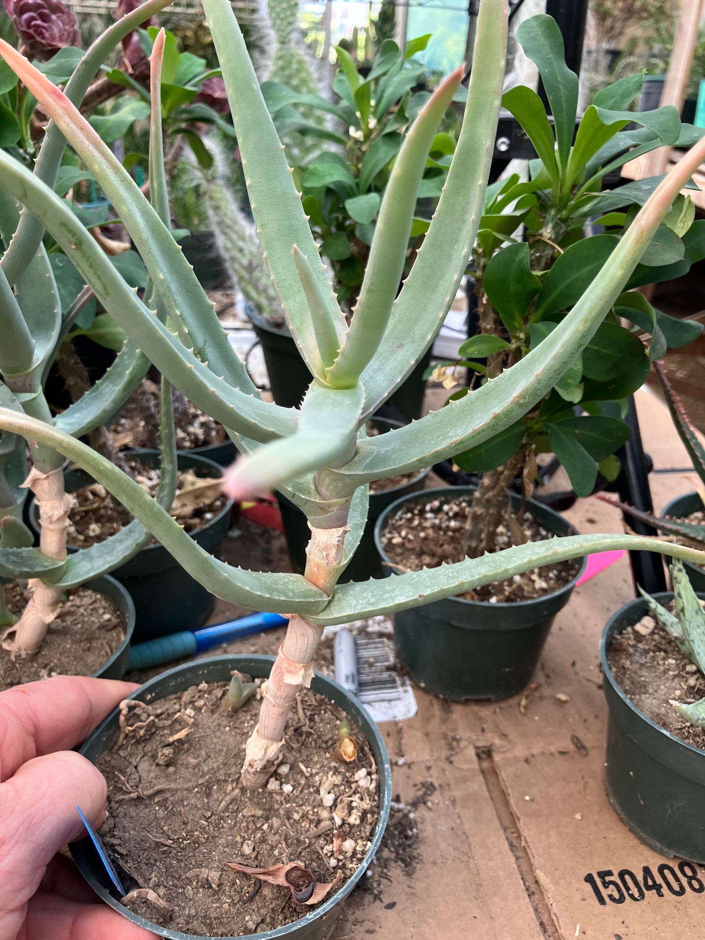 Aloe Hybrid 10"Tall #109B