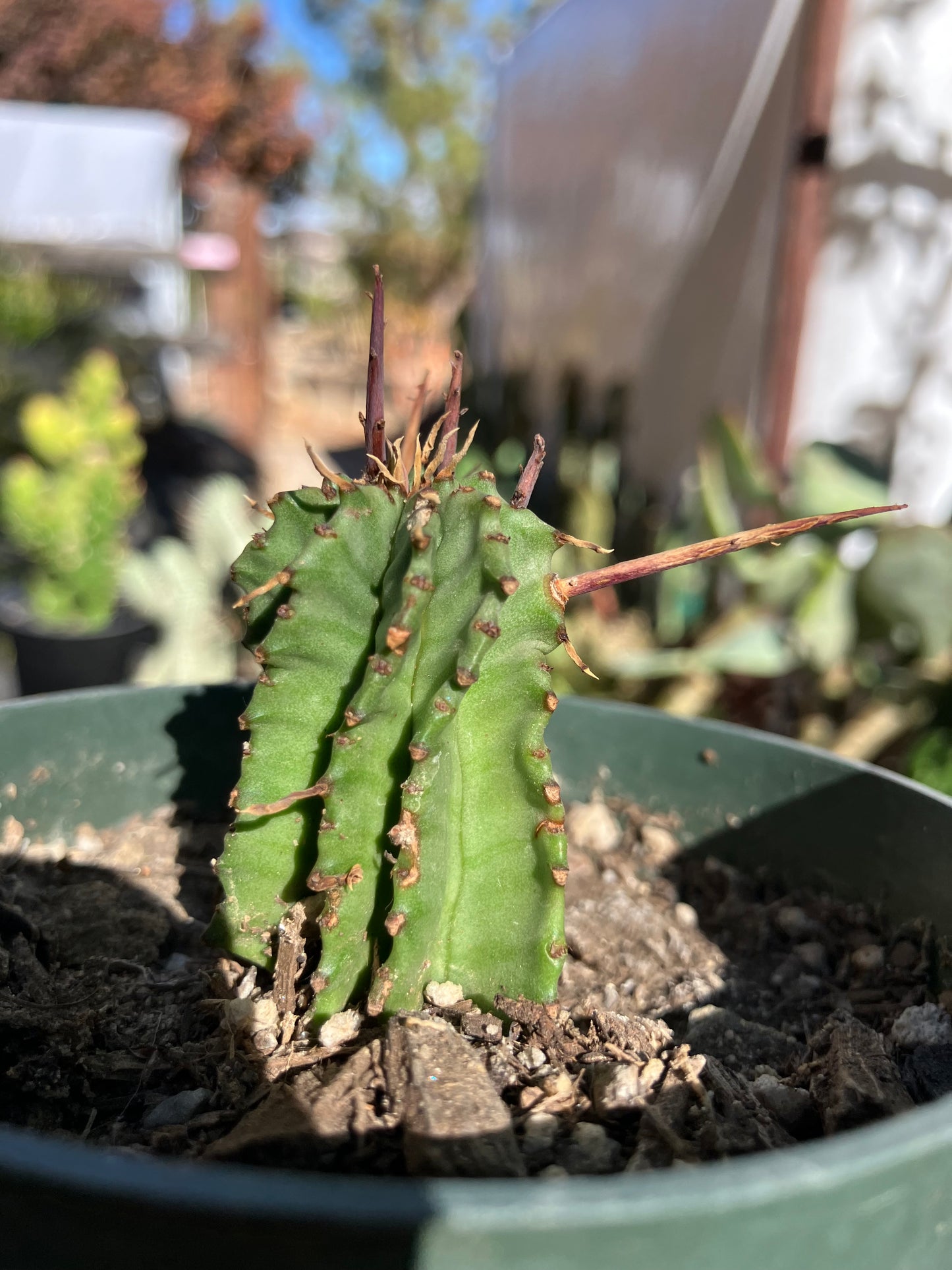 Euphorbia Horrida Noorsveldensis 2" Tall #222G