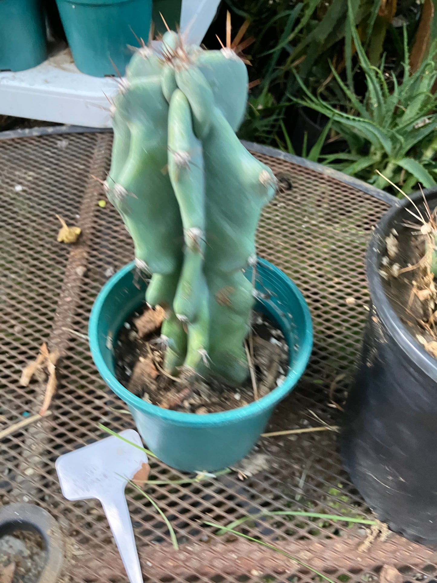 Cereus Peruvianus Monstrose Night Blooming 8”Tall #97Y