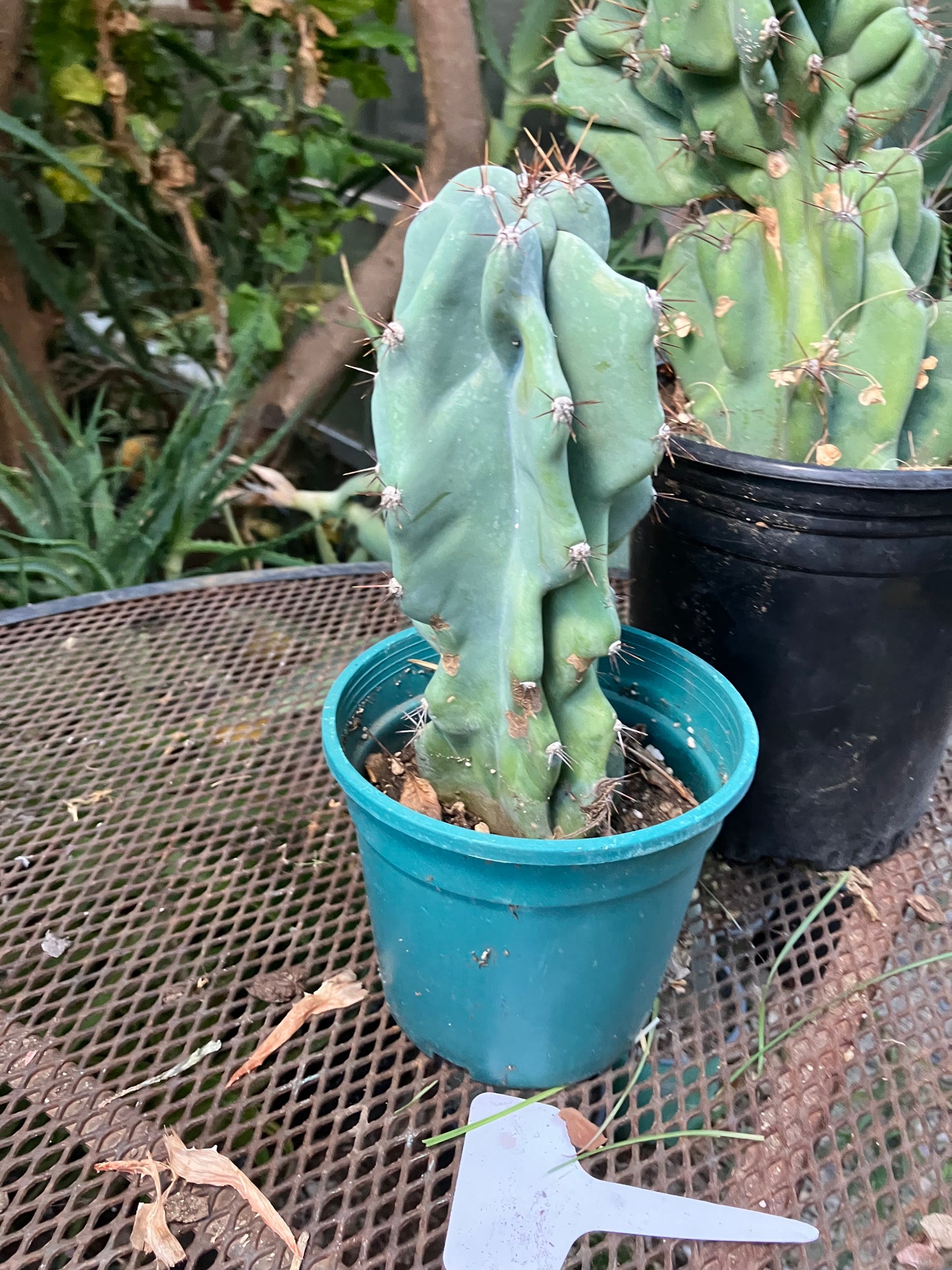 Cereus Peruvianus Monstrose Night Blooming 8”Tall #97Y