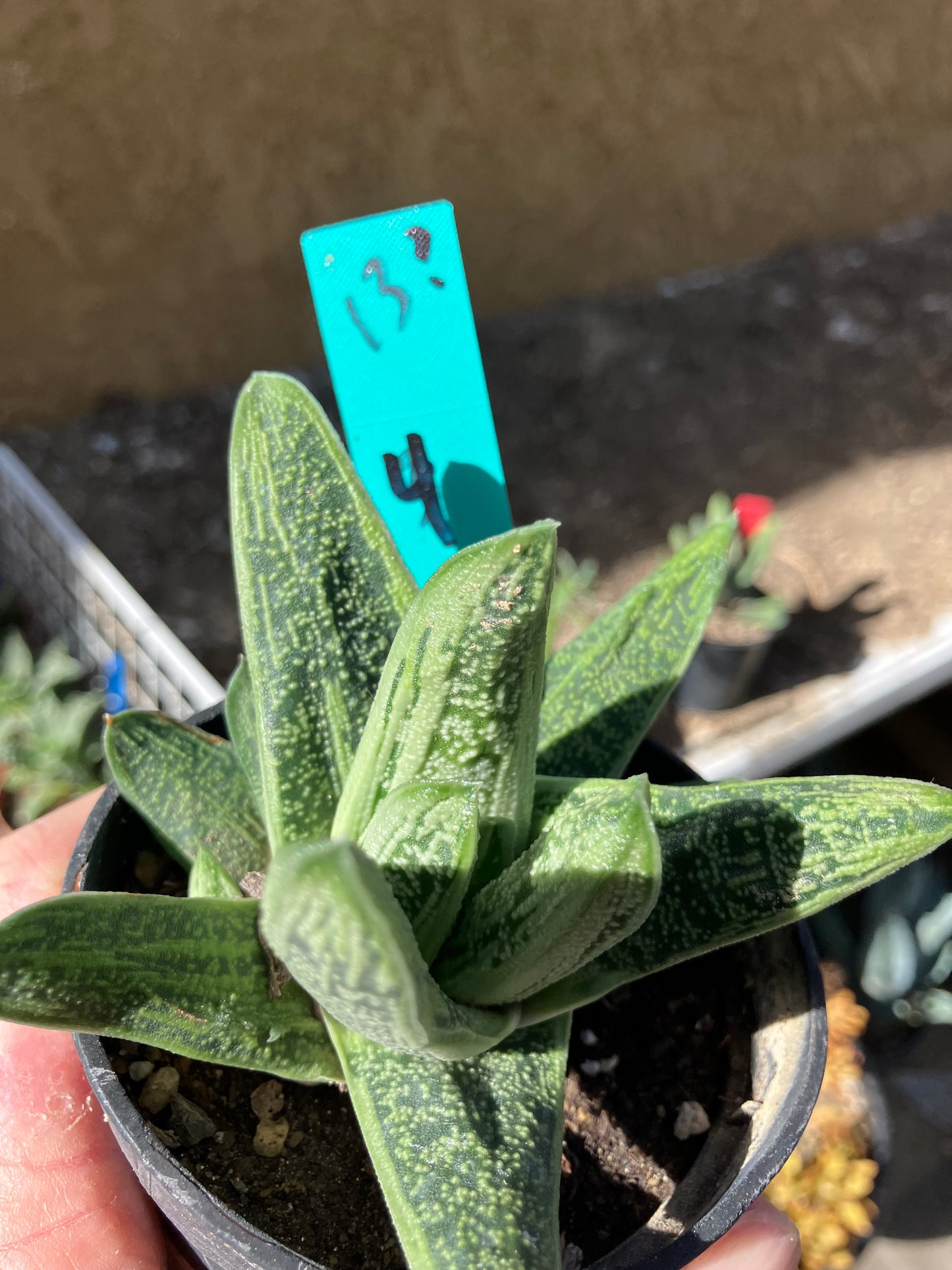 Gasteria Succulent Little Warty 4”Wide #13G