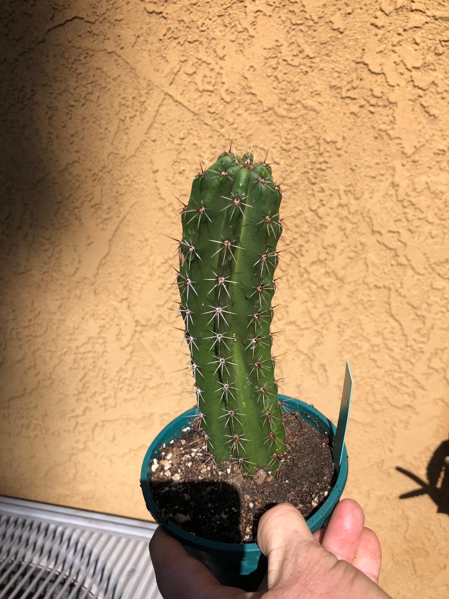 Pachycereus pecten-aboriginum Hairbrush Cactus 8"Tall #86G