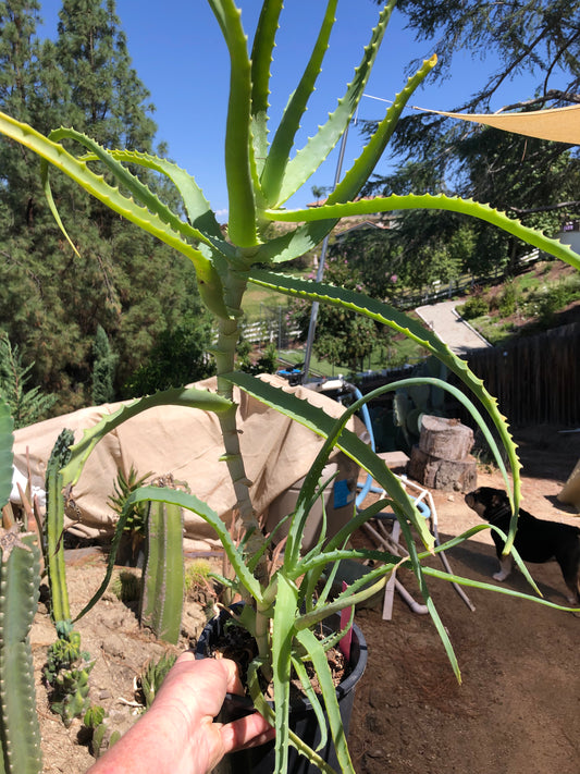 Aloe arborescens "Torch Aloe" 6 Year Old Living Plant Well Rooted 27" Tall #508P