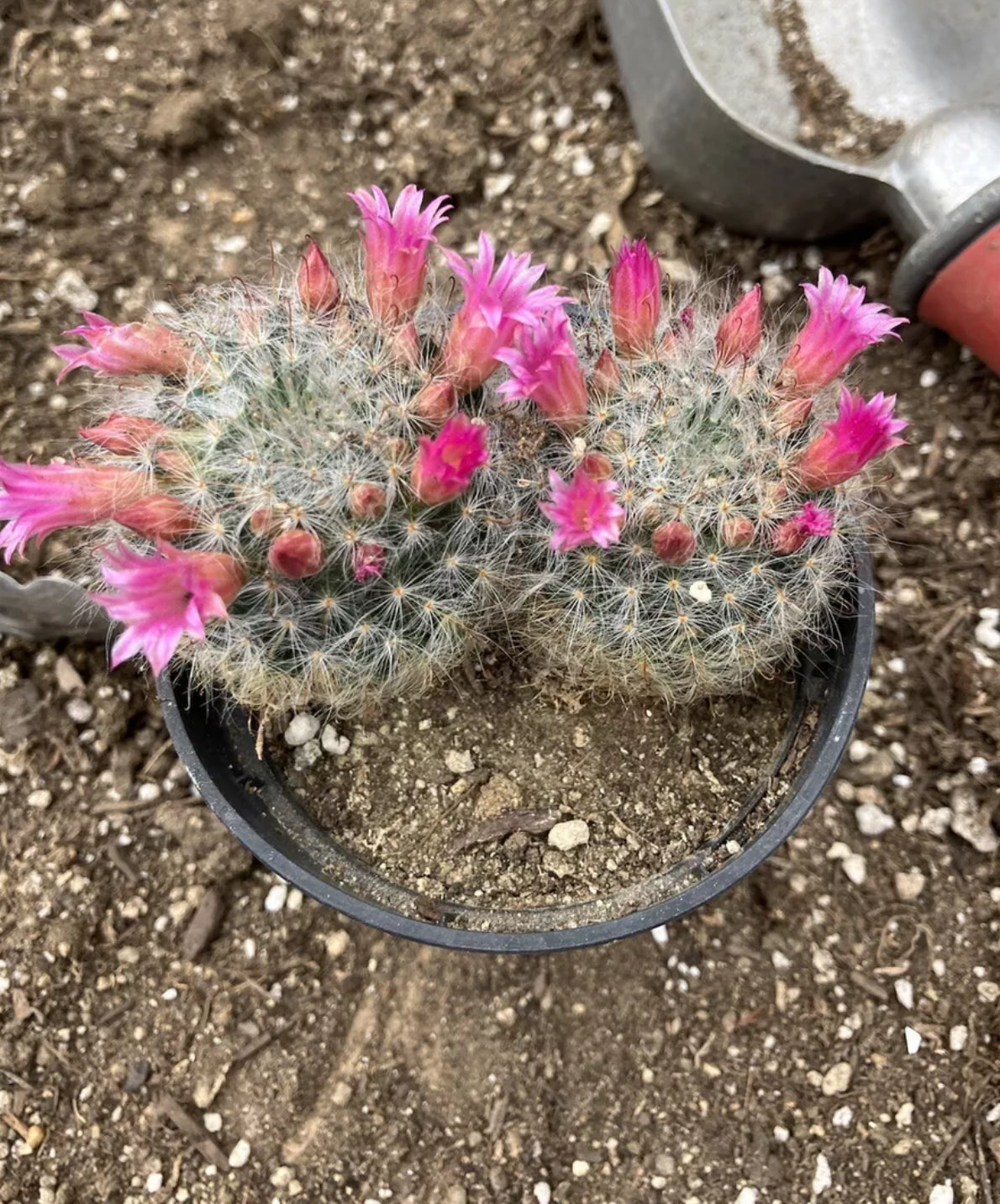 Mammillaria bocasana rosalviflora Powder Puff Cluster 2.5"W #60G"This Plant"
