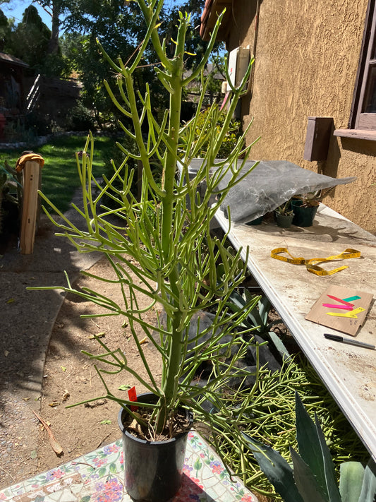 Euphorbia tirucalli Pencil Cactus/Succulent 38"Tall 14"Wide #11R