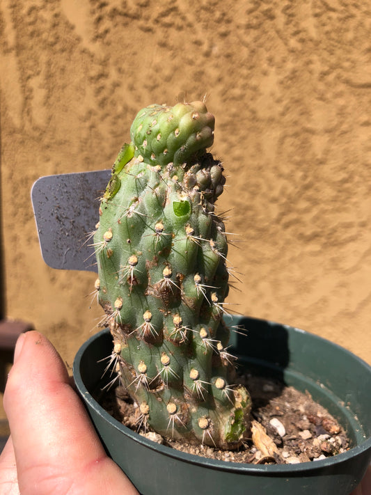 Cylindropuntia fulgida Cholla Boxing Glove Cactus Crest 4"Tall #2W