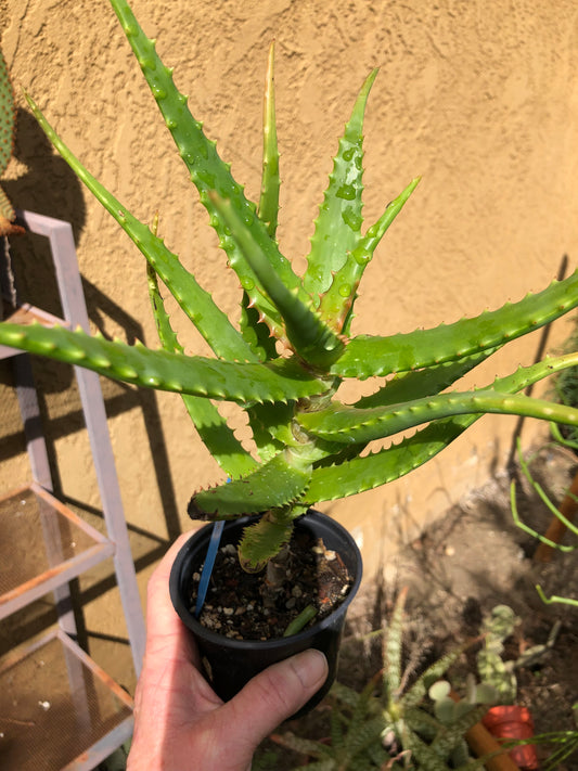 Aloe congolensis Congo Hybrid Succulent 10”Tall #93B