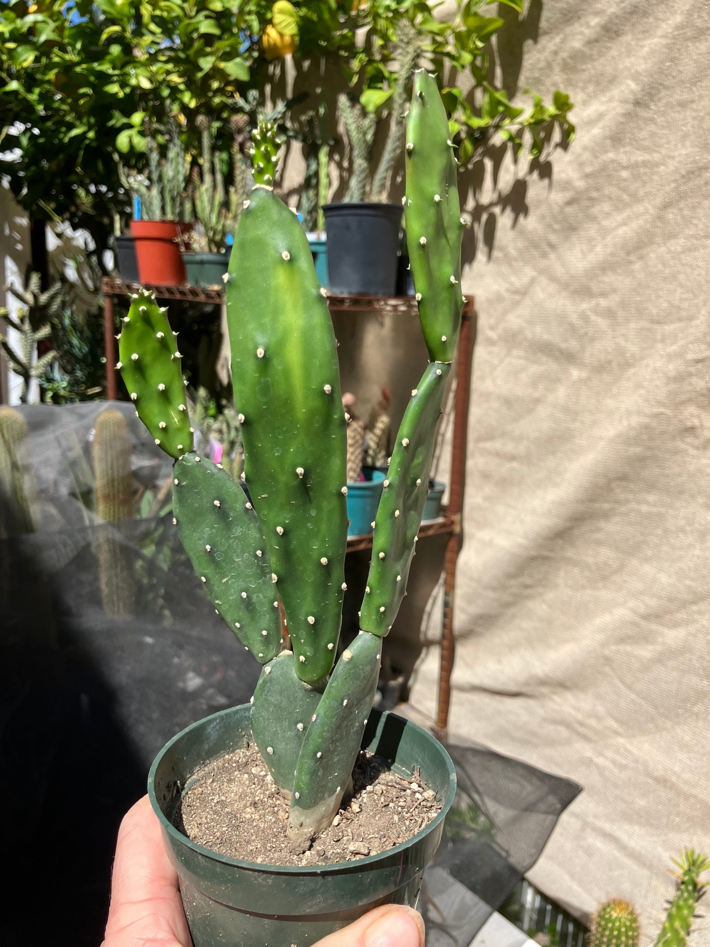 Opuntia Consolea elata Ground Crawler Cactus 9"Tall #999P