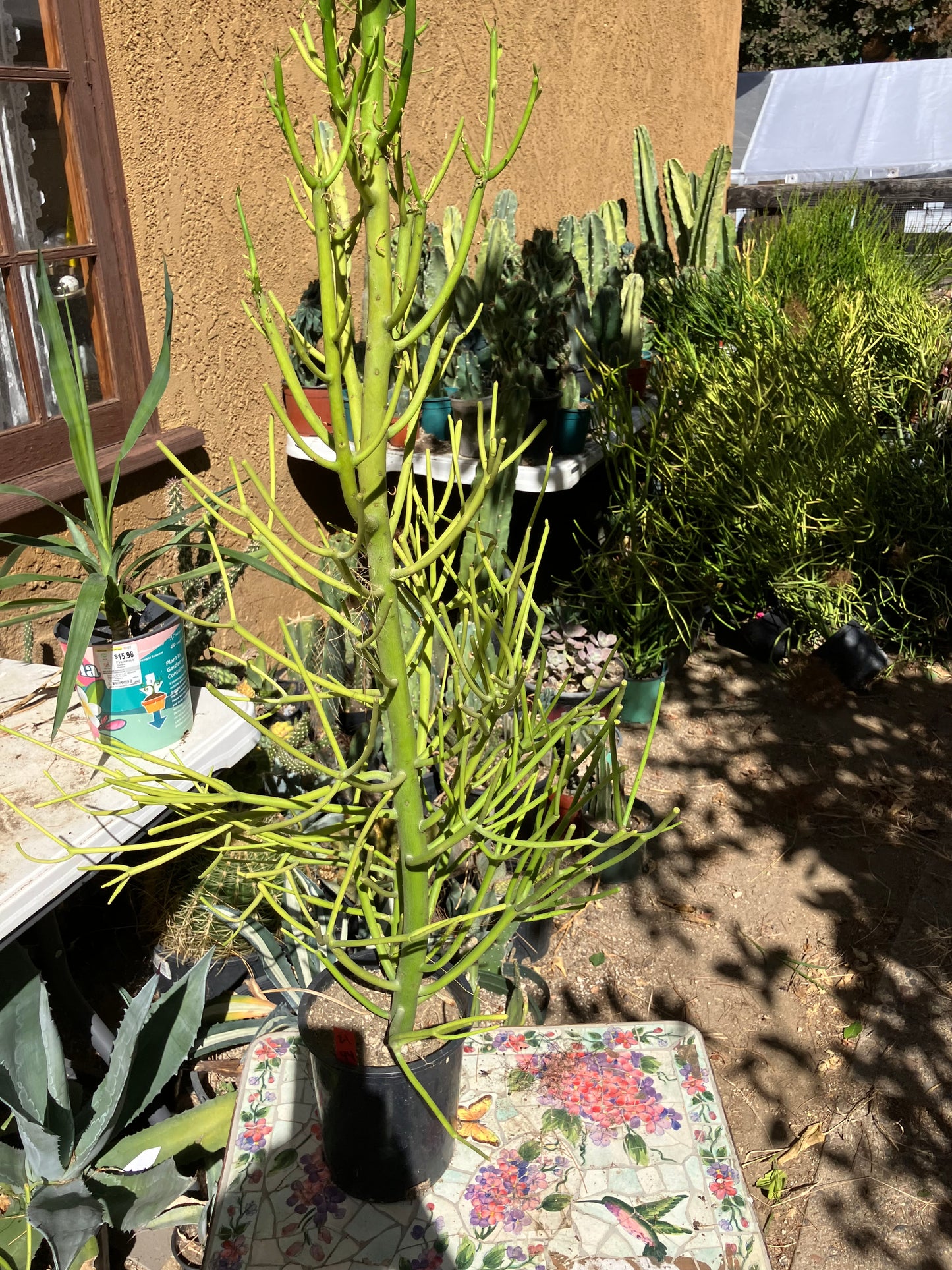 Euphorbia tirucalli Pencil Cactus/Succulent 44"Tall 17"Wide #21R