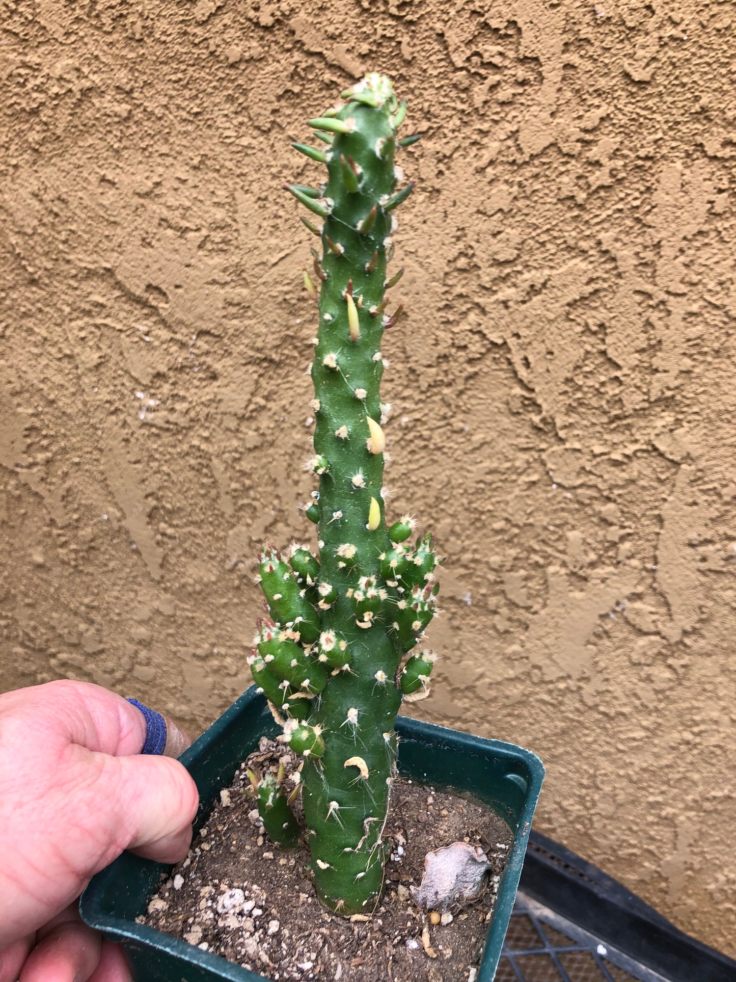 Austrocylindropuntia Cactus Gumbi Mini Eve's Needle 9"Tall #90Y