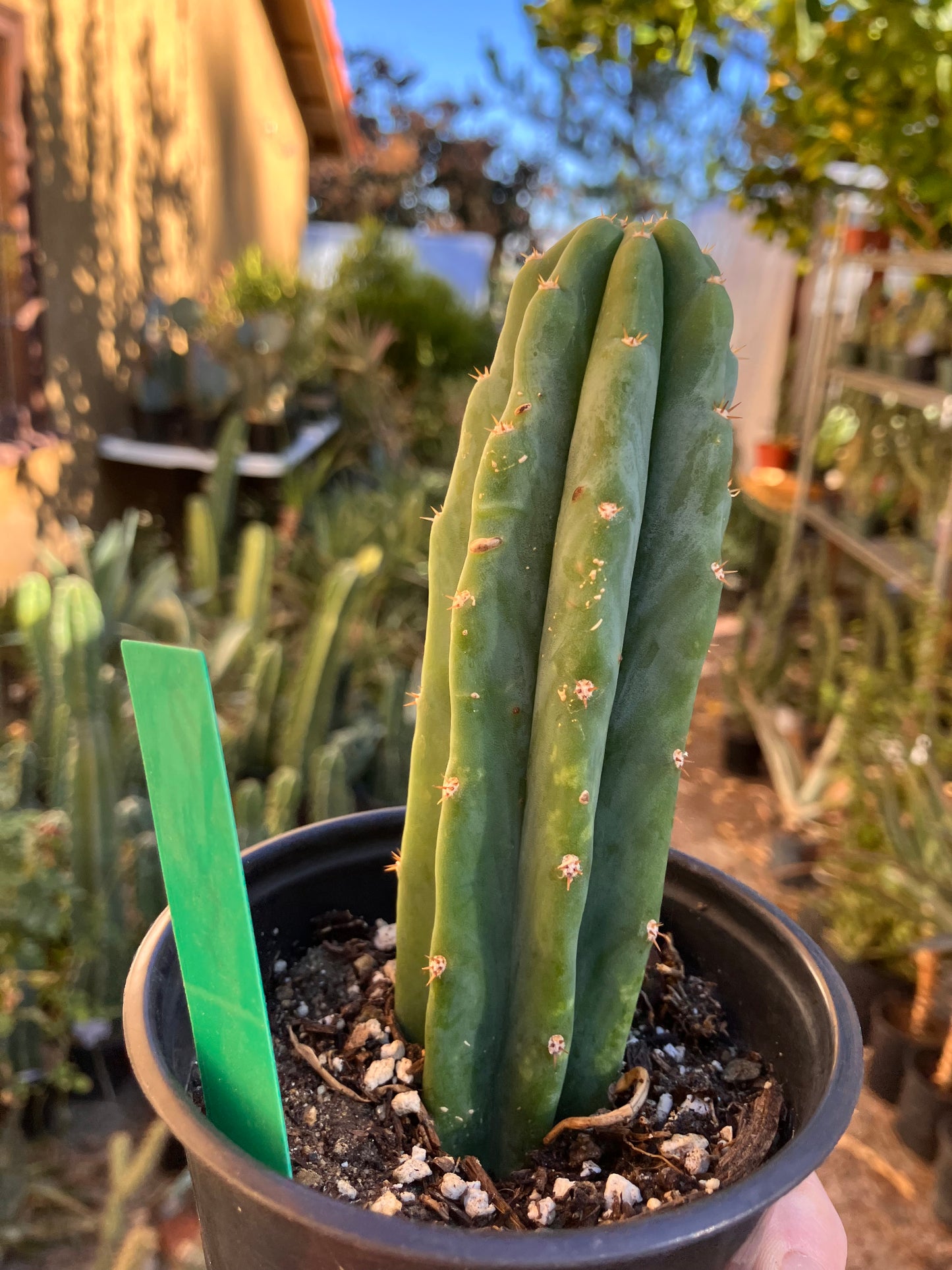 San Pedro Cactus - Trichocereus pachanoi 5"Tall #10P