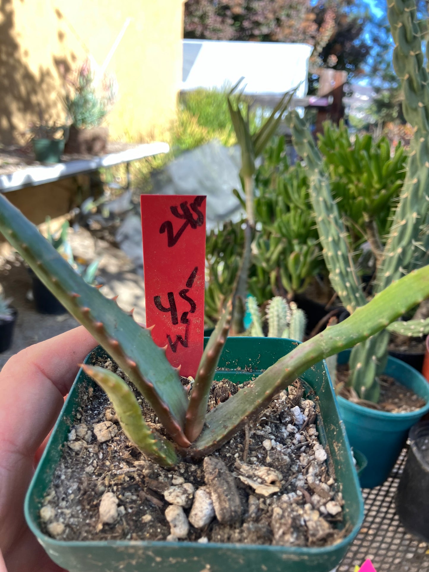 Aloe~ barberae Giant tree Aloe 4.5W" Wide #245R