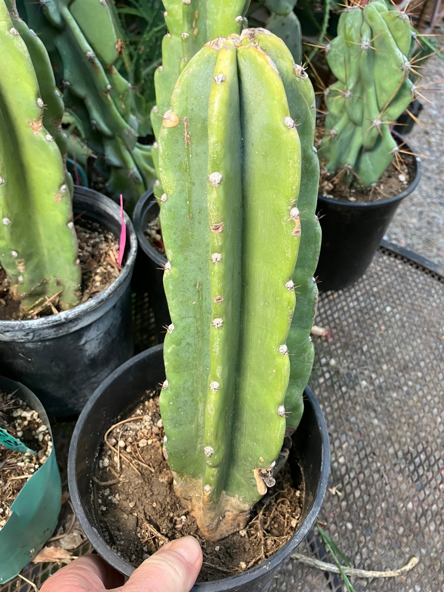 Cereus Peruvianus Night Blooming 11"Tall #110B