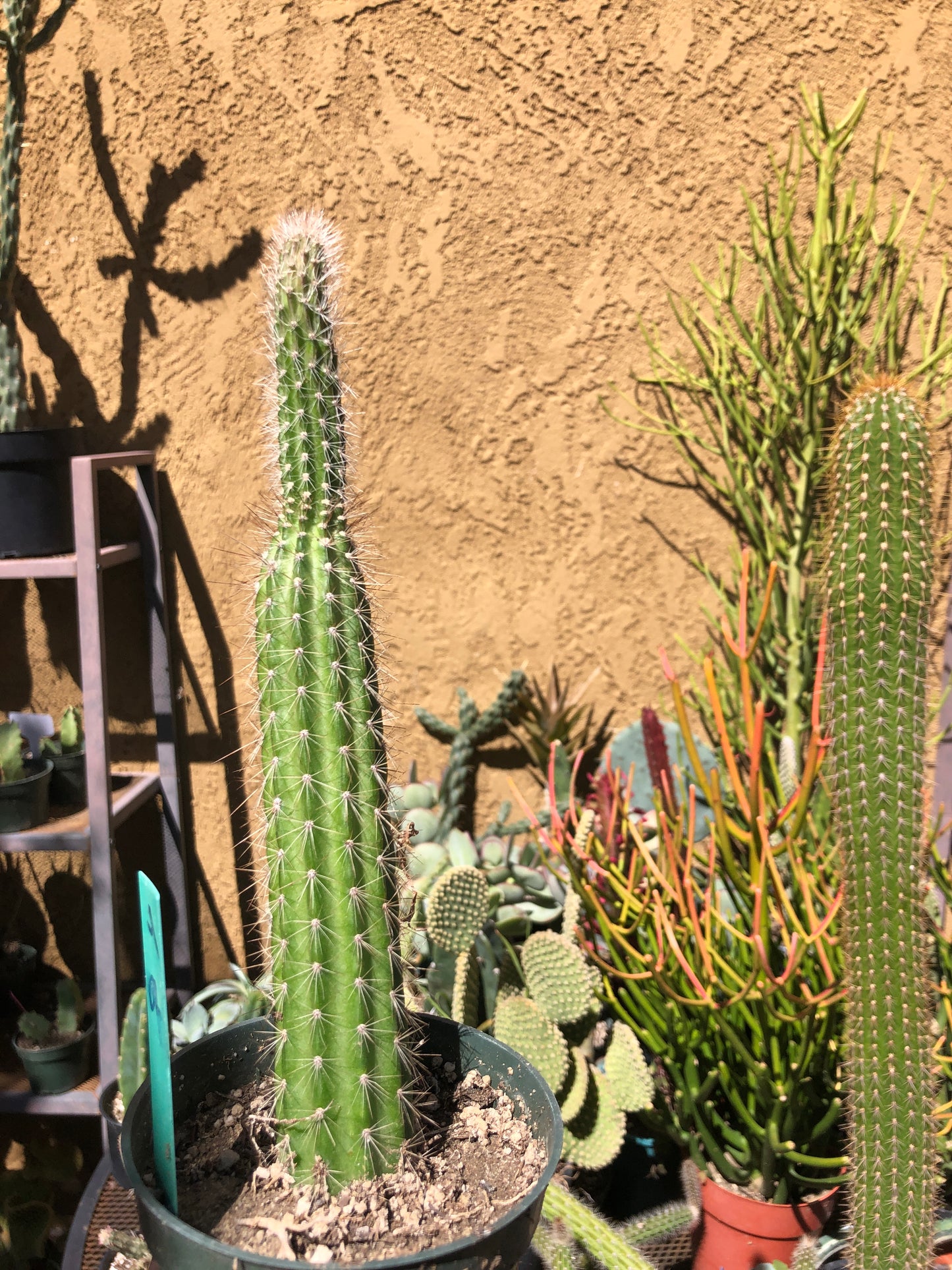 Echinocereus pensilis Snake Cactus Plant 9"Tall #4G