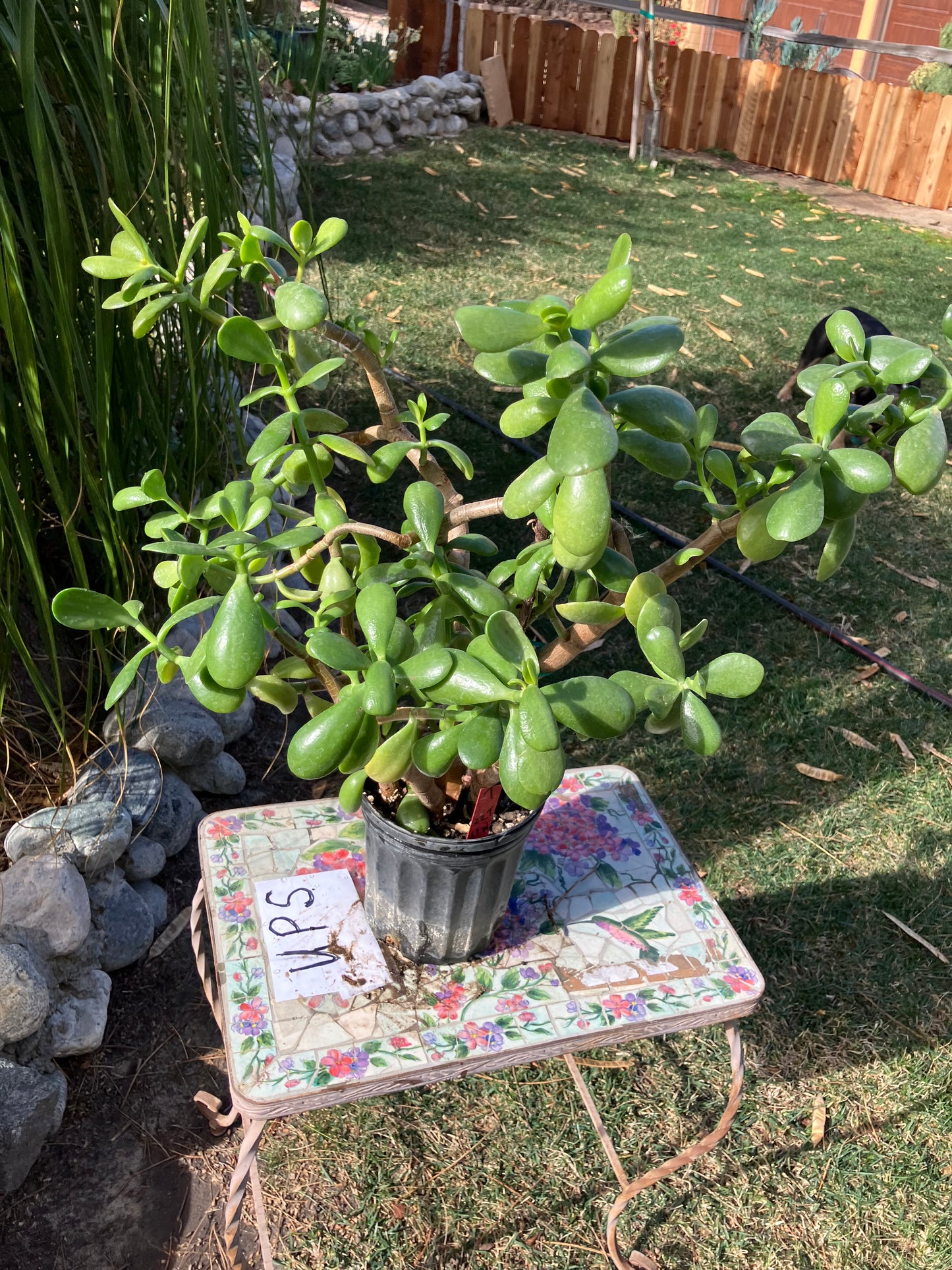 Crassula Ovata Money Jade 22”T 17"W #7R