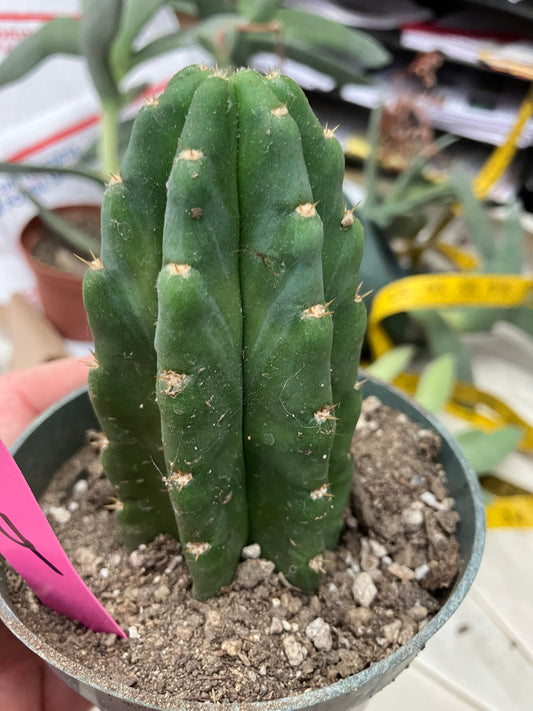 San Pedro Cactus  Trichocereus pachanoi 4"Tall #2P