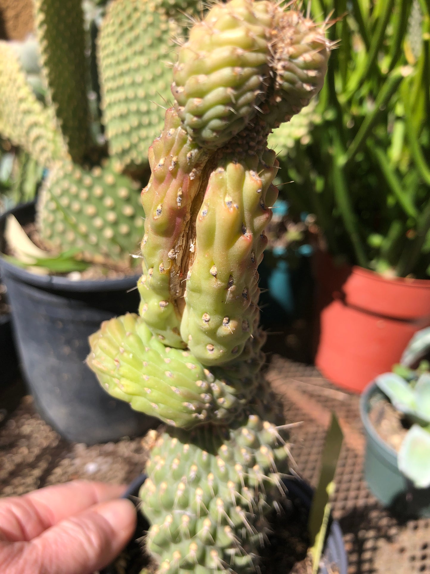 Cylindropuntia fulgida Cholla Boxing Glove Cactus Crest 9"Tall #99Y