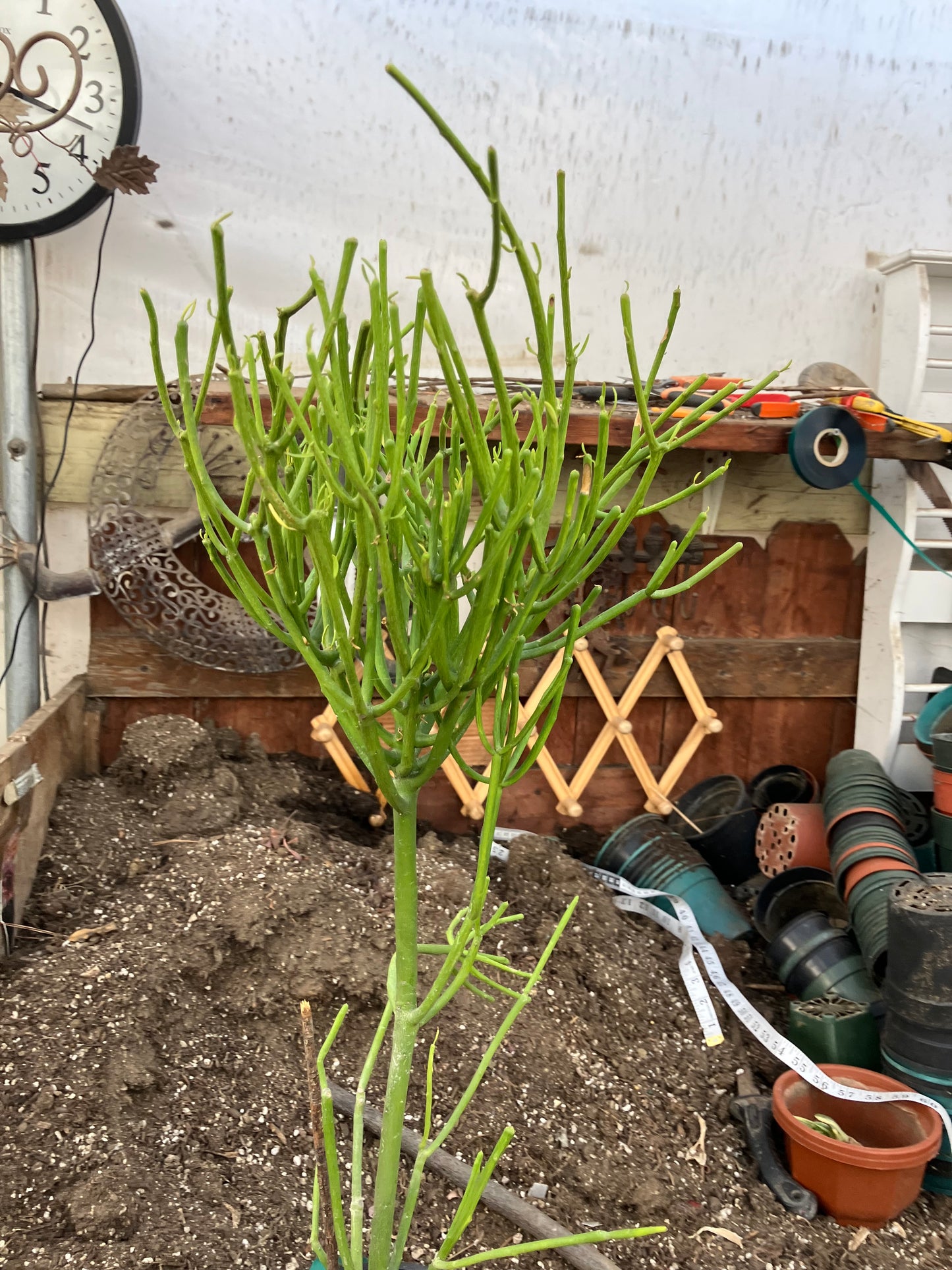 Euphorbia tirucalli Pencil cactus 27"Tall 11"Wide #1172B