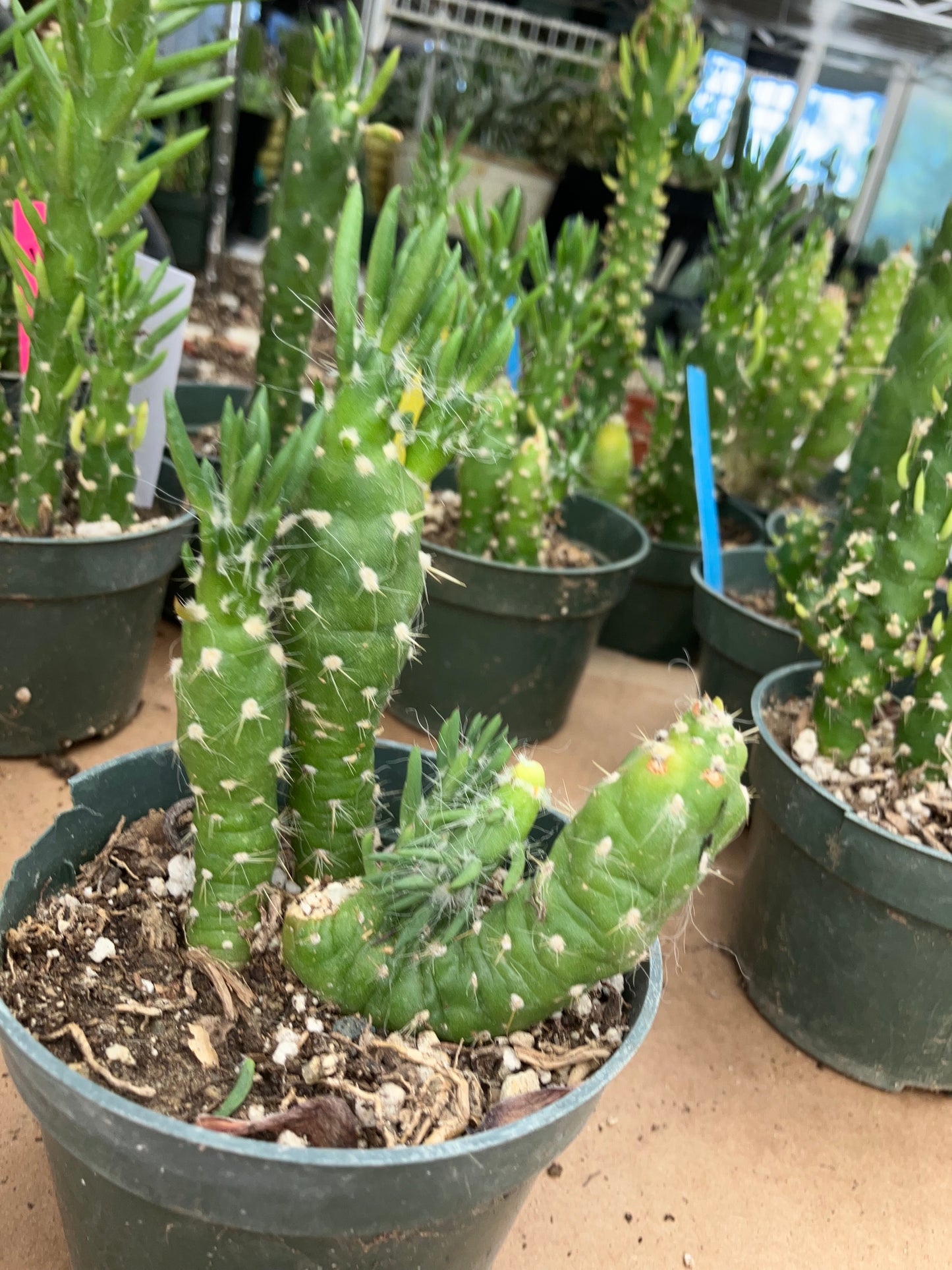 Austrocylindropuntia Cactus Gumbi Mini Eve's Needle 4"Tall #444W