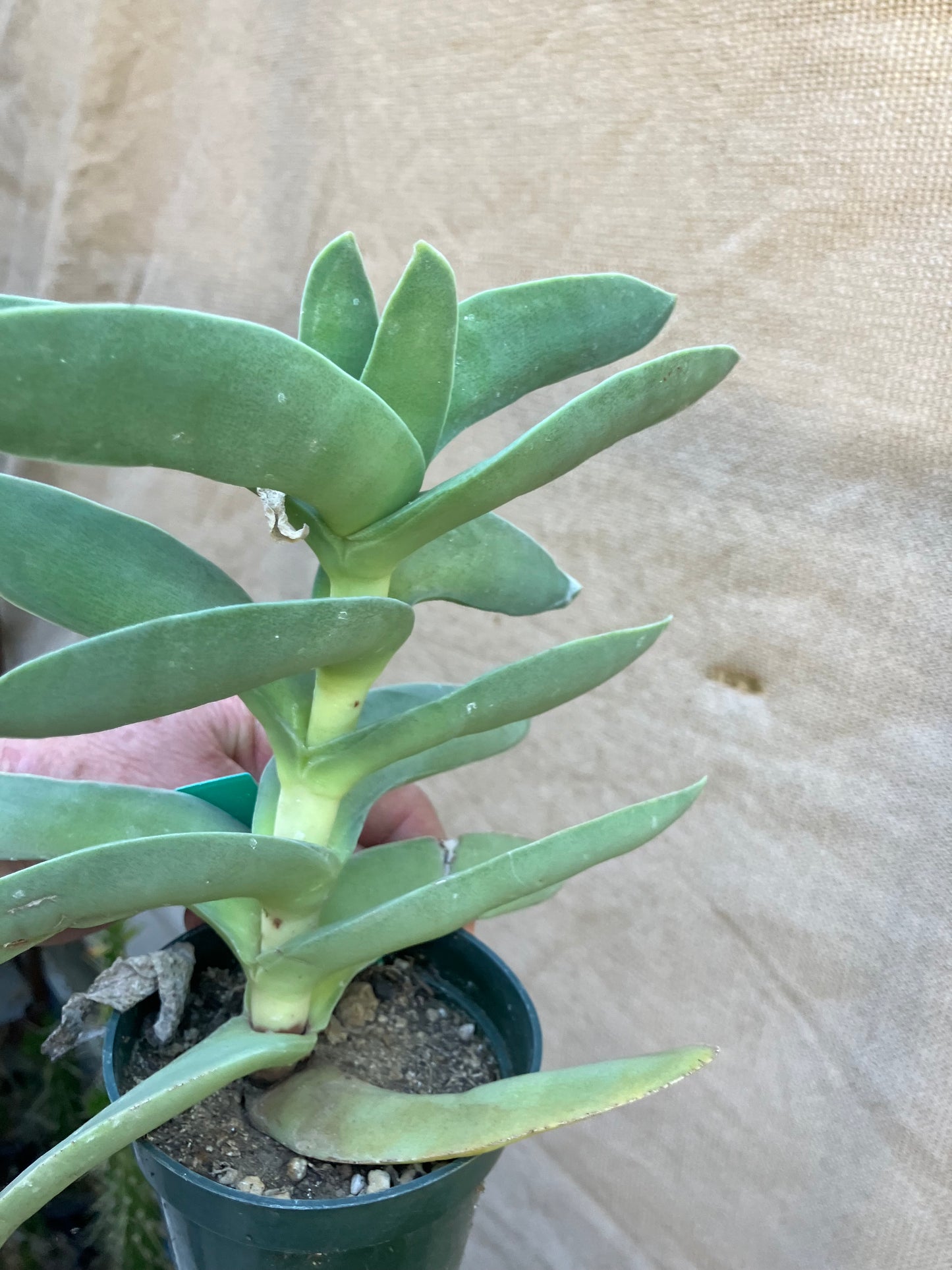 Crassula falcata Airplane Plant  8"Tall 7"Wide #10G