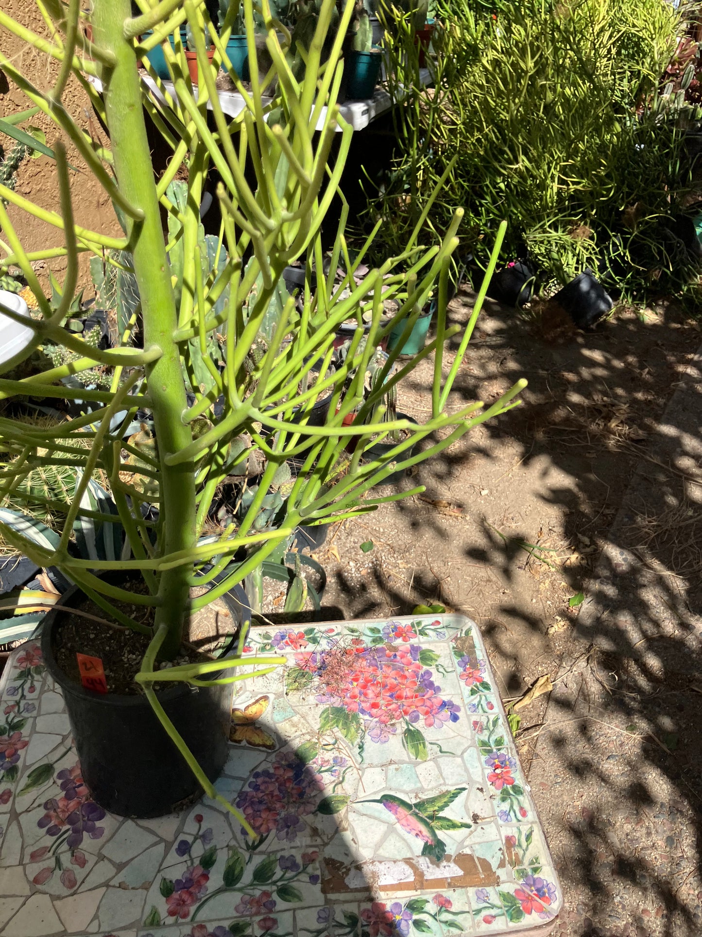 Euphorbia tirucalli Pencil Cactus/Succulent 44"Tall 17"Wide #21R