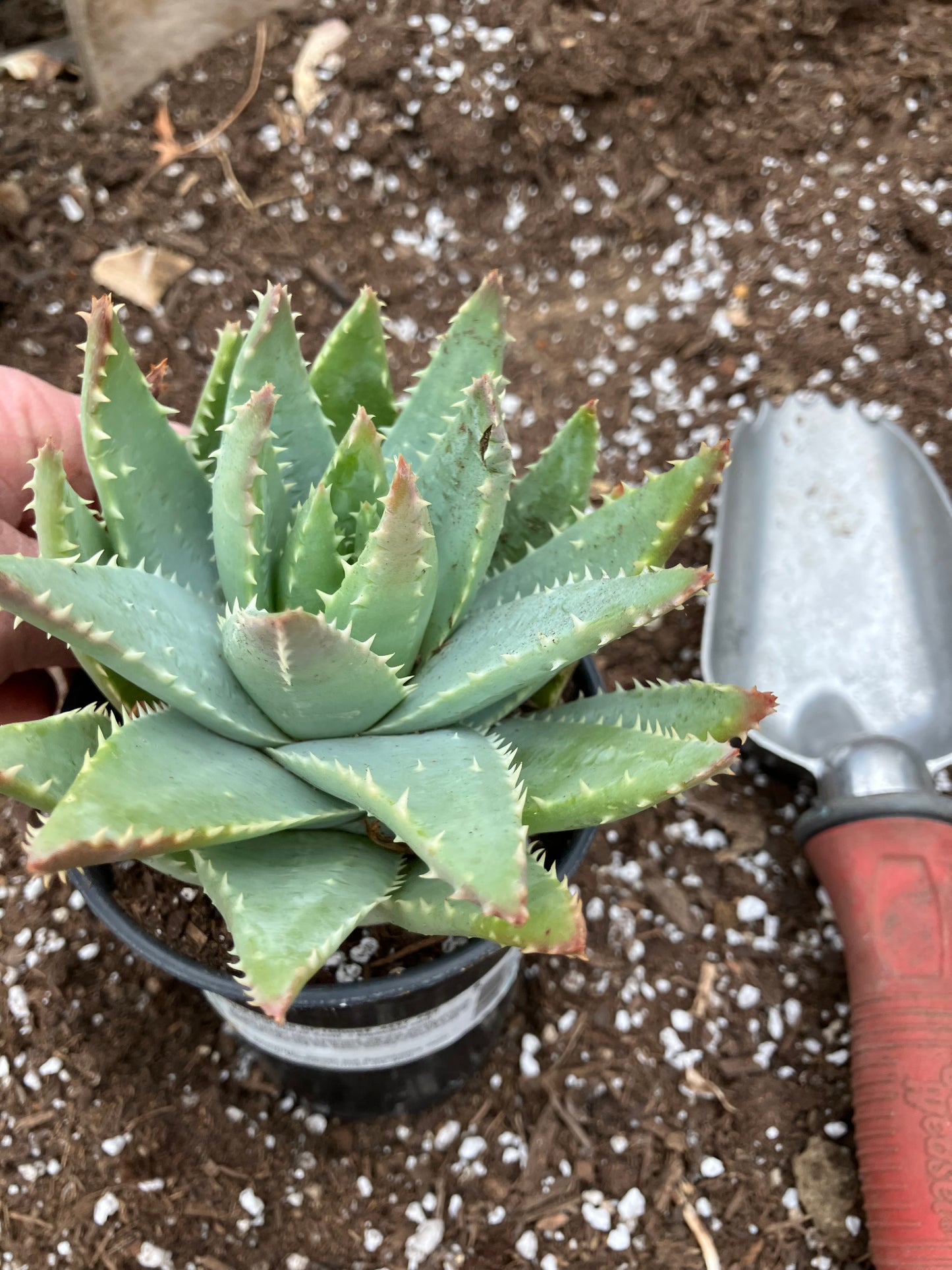 Aloe Brevifolia Short Leaf Aloe  Succulent 7" Wide #21G