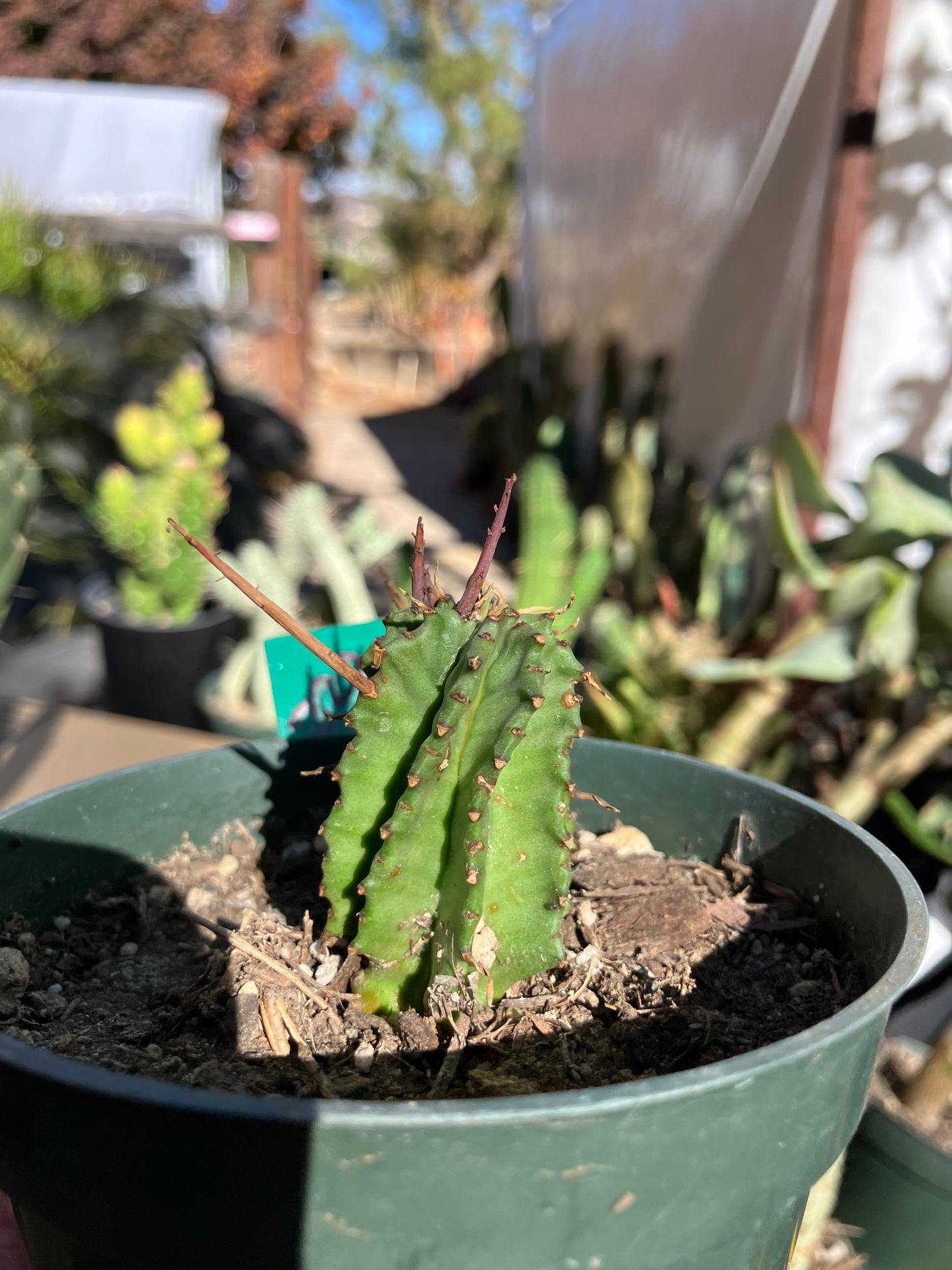 Euphorbia Horrida Noorsveldensis 2" Tall #222G