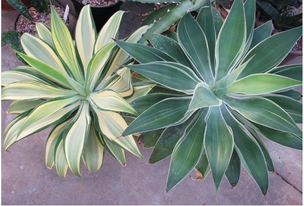 Agave~ Fox Tail Agave Attenuata  variegated 8" Tall 7"Wide #700R