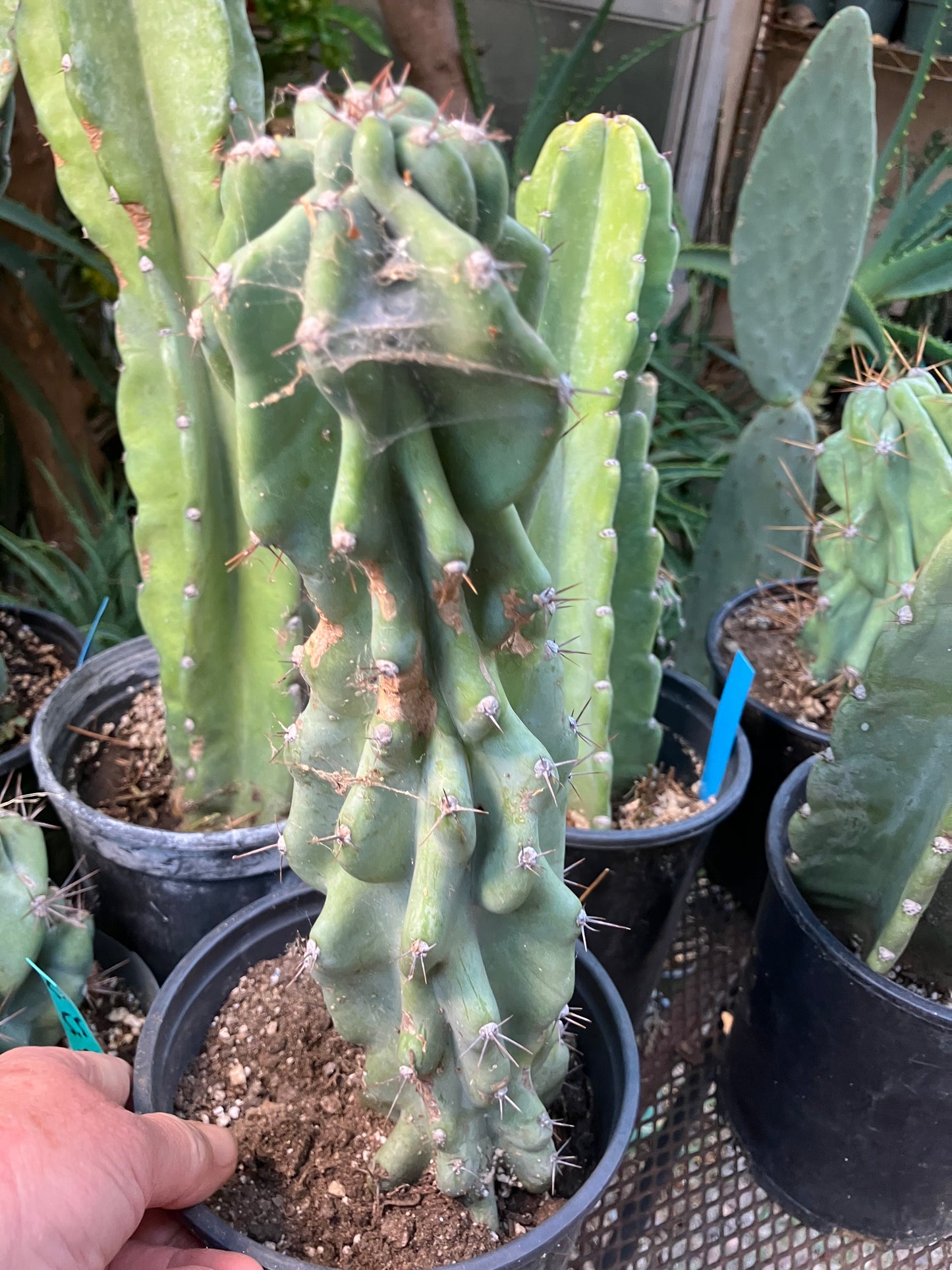 Cereus Peruvianus Monstrose Night Blooming 14”Tall #84W