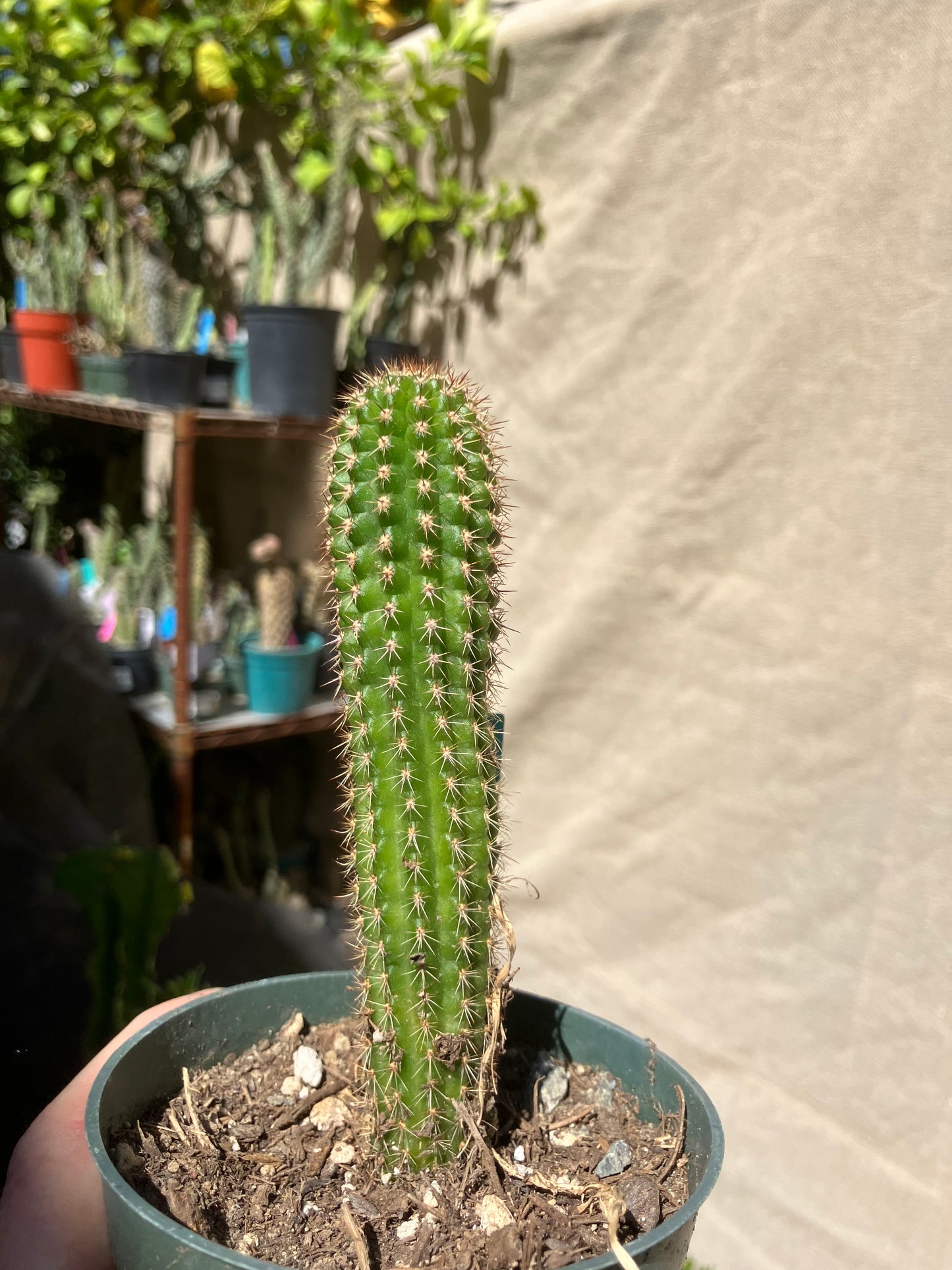 Pachycereus pecten-aboriginum
 Indian Comb Cactus 5"Tall #51G