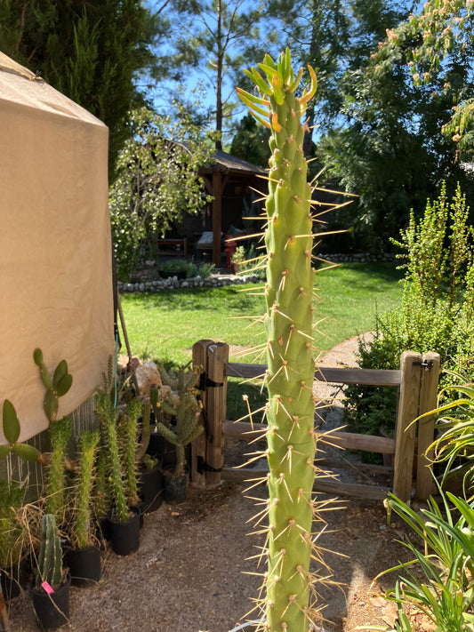 Austrocylindropuntia Full Size Eve's Needle 25"Tall #23B