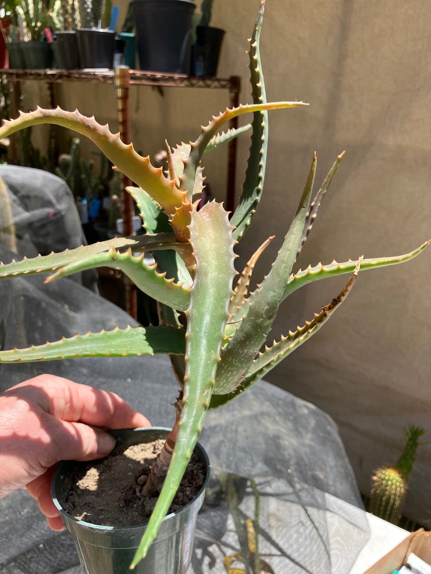 Aloe congolensis Congo Aloe Hybrid Succulent  9" Wide #97Y