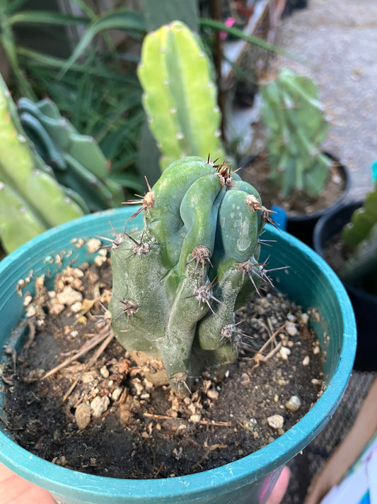 Cereus Peruvianus Monstrose Night Blooming 3.5”Tall #735W