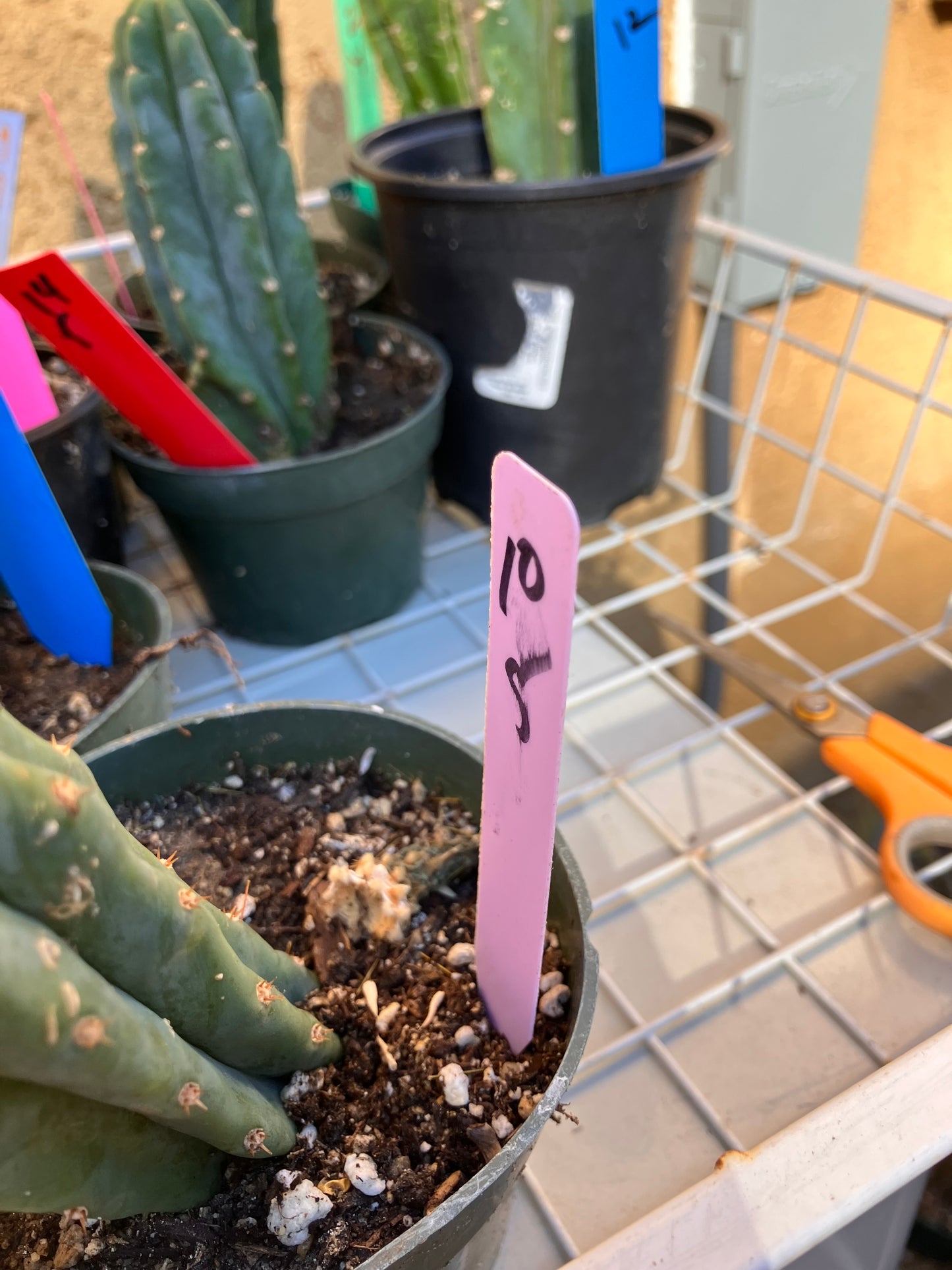 San Pedro Cactus - Trichocereus pachanoi 5"Tall #10P