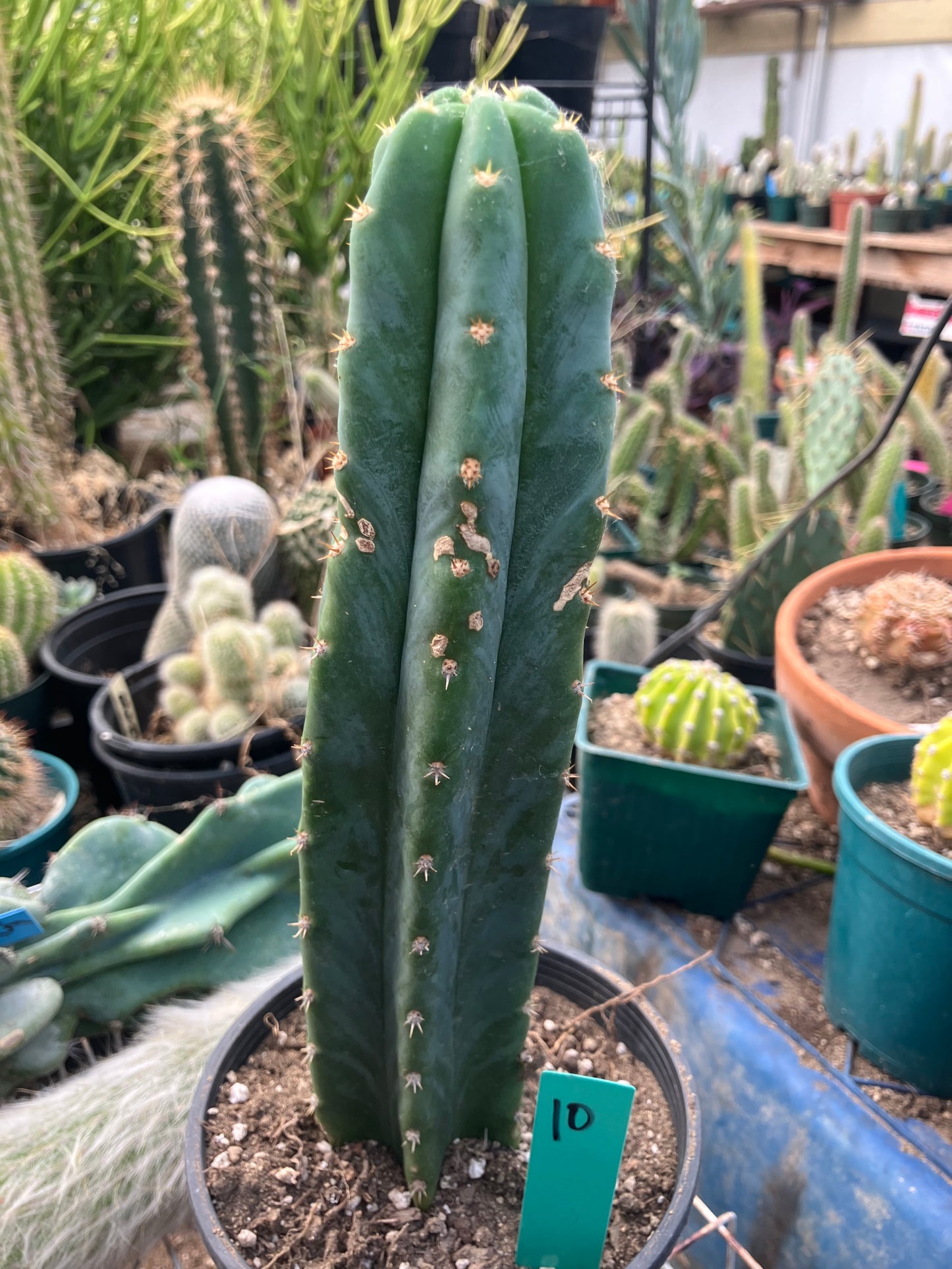 San Pedro Cactus - Trichocereus pachanoi 10" Tall #10G