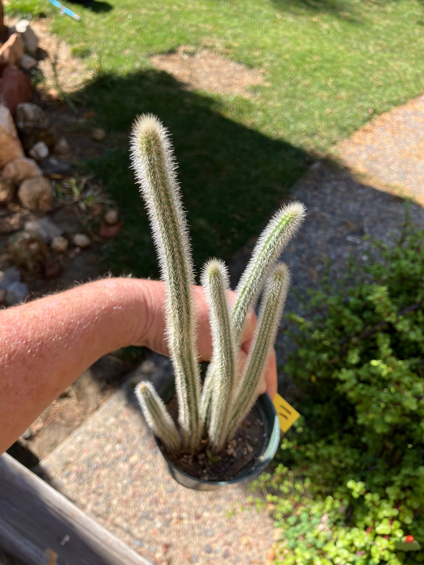 Corryocactus erectus "Red Hot Chili Poker" Cactus 11" Tall #11Y