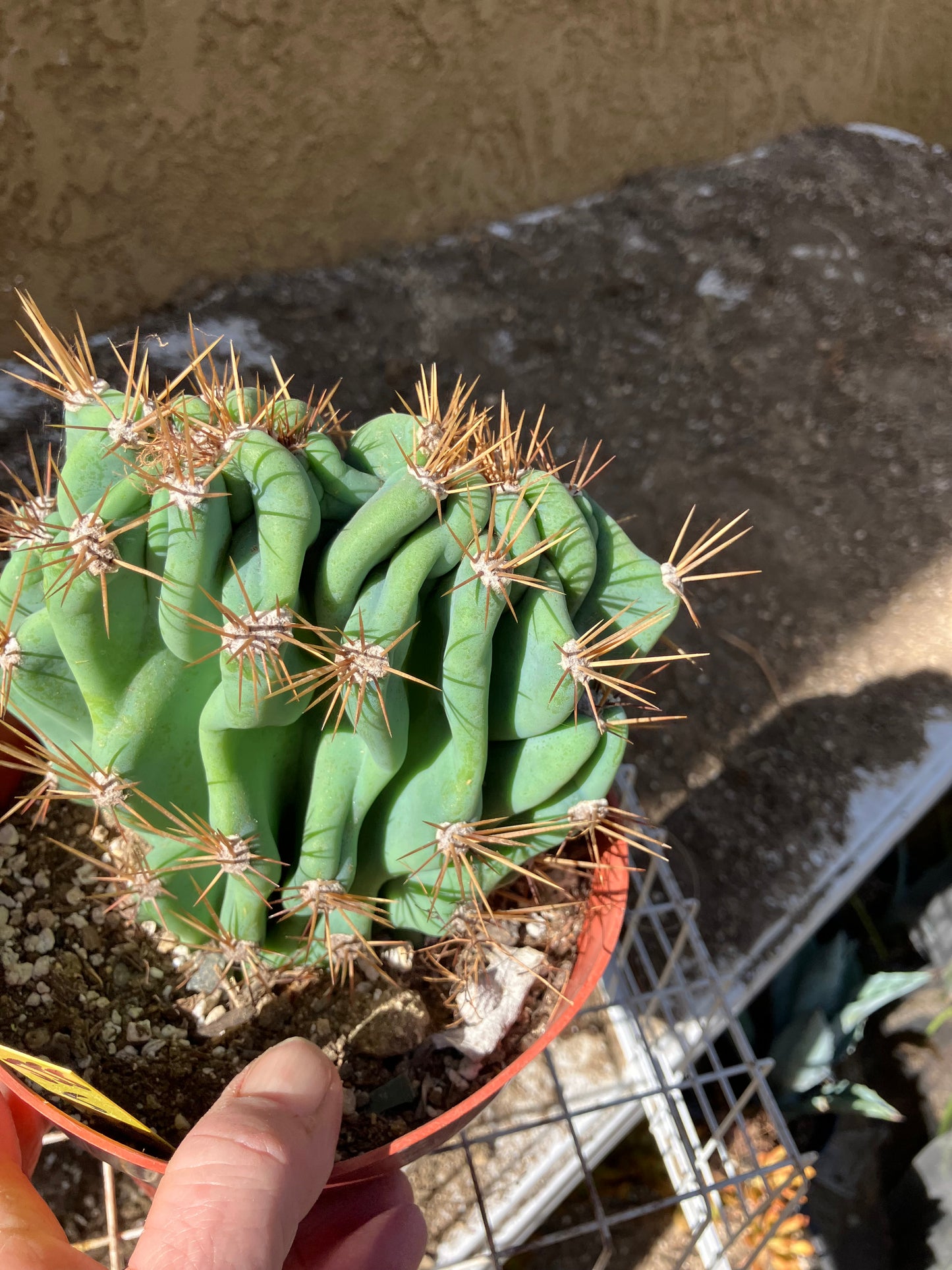 Cereus Peruvianus Monstrose Night Blooming 5" Tall 5.5"Wide #555Y