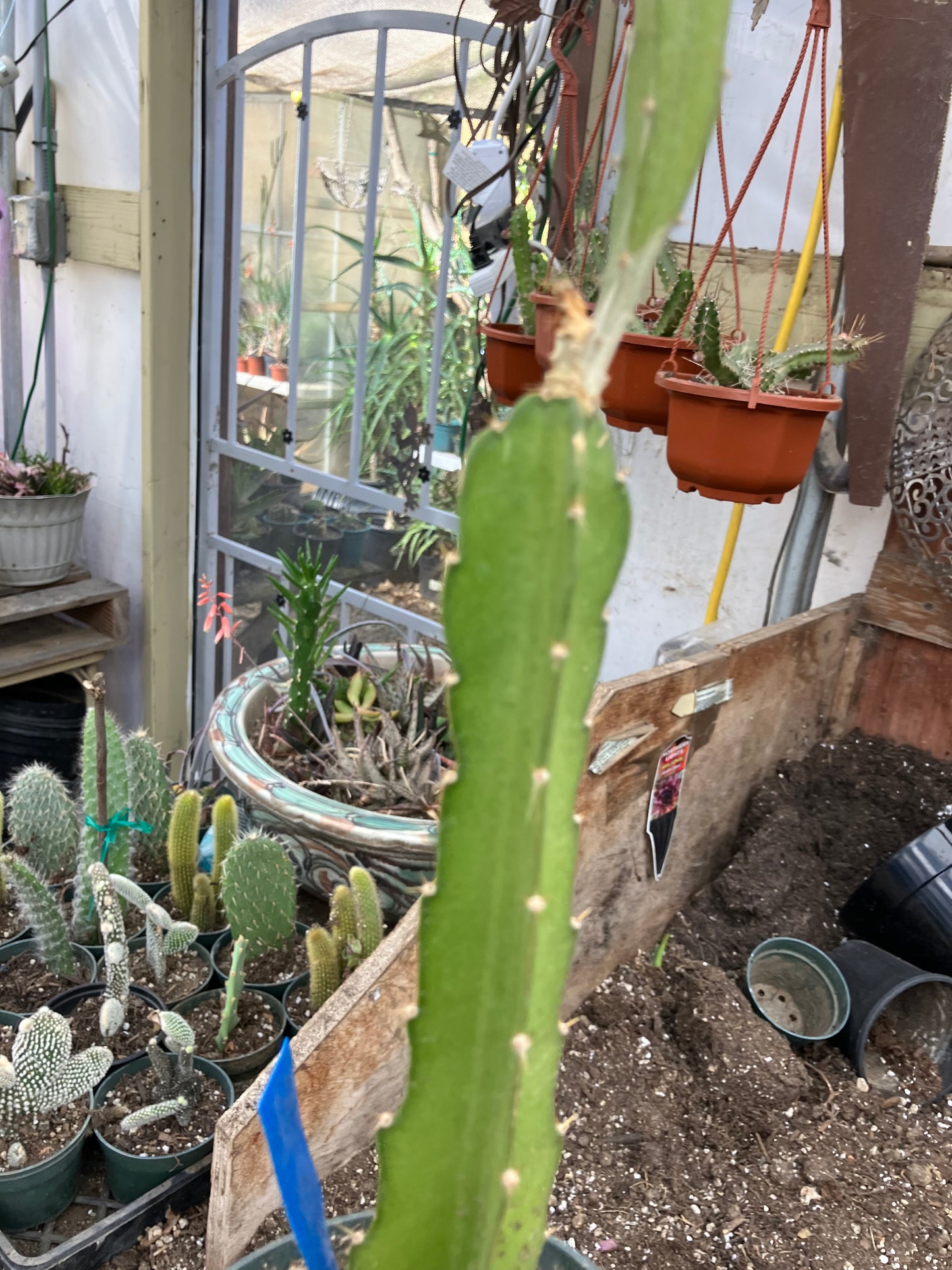 Dragon Fruit Plant Rooted Pitaya or Pitahaya 13" Tall #916B