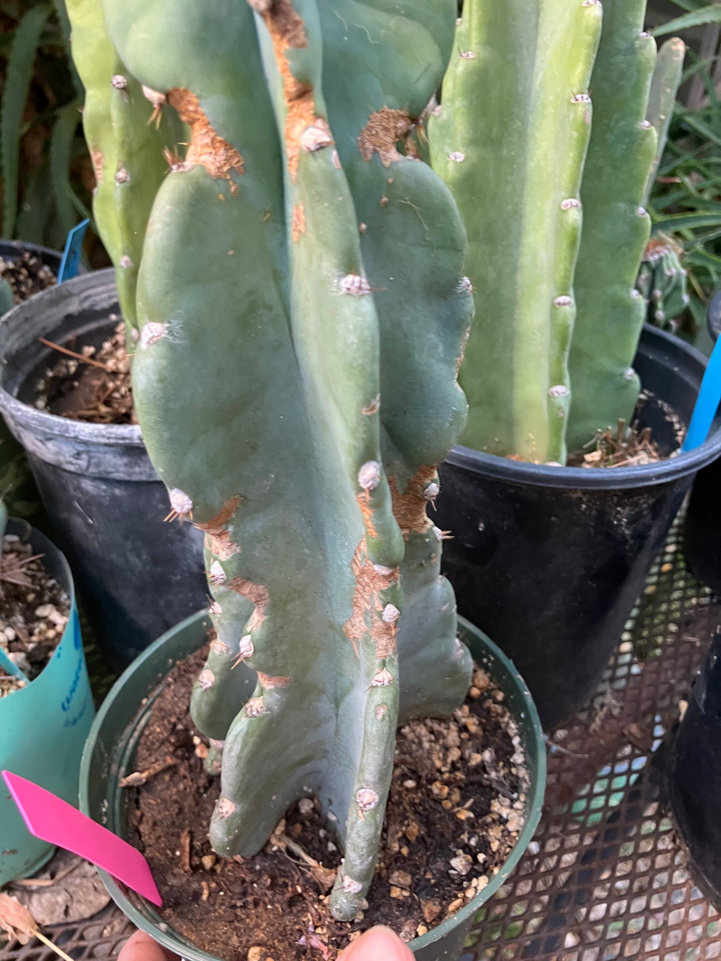 Cereus Peruvianus Night Blooming 11"Tall #010P