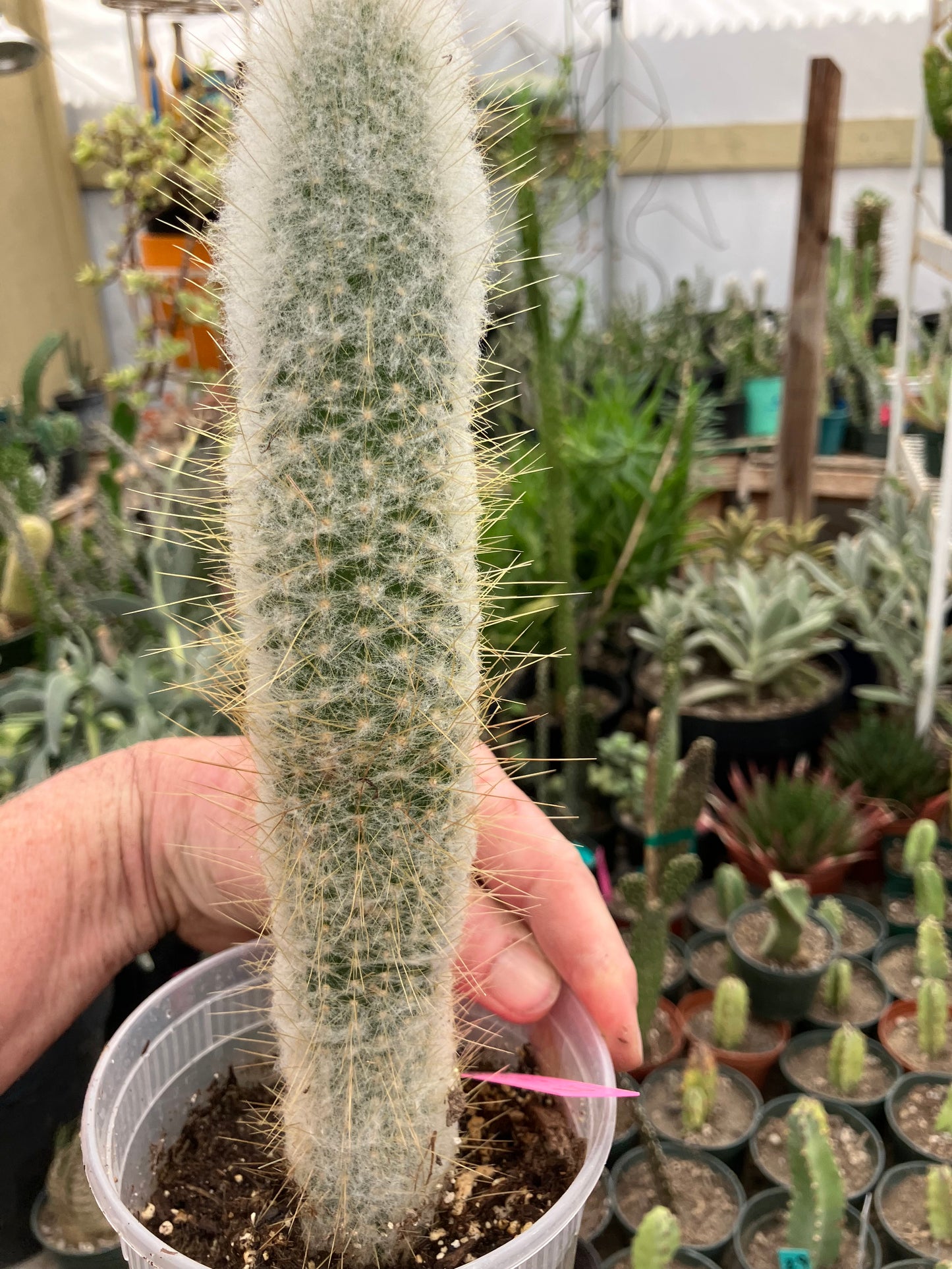 Cleistocactus Strausii Silver Torch Cactus 10”Tall #180P