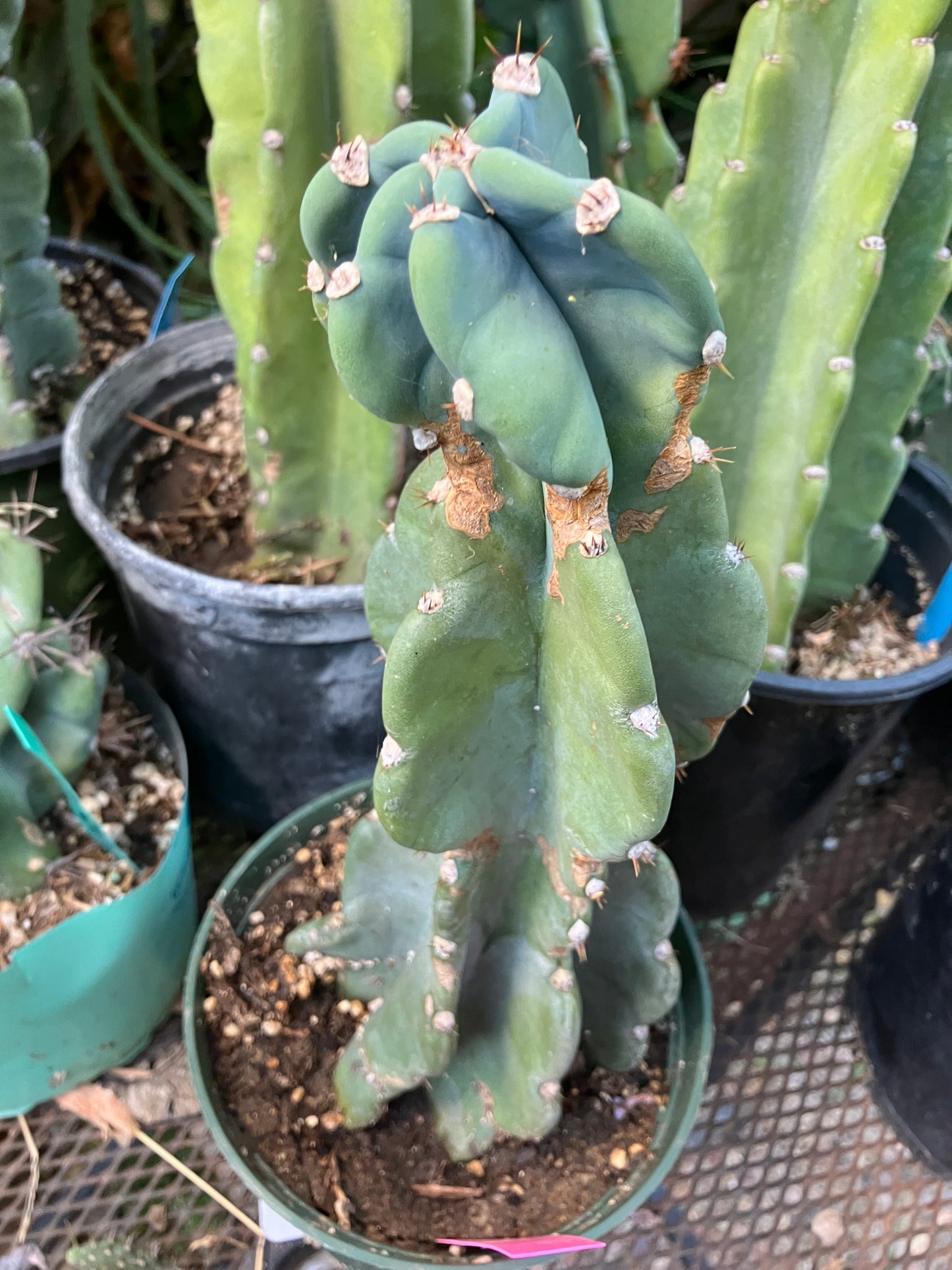 Cereus Peruvianus Night Blooming 11"Tall #010P