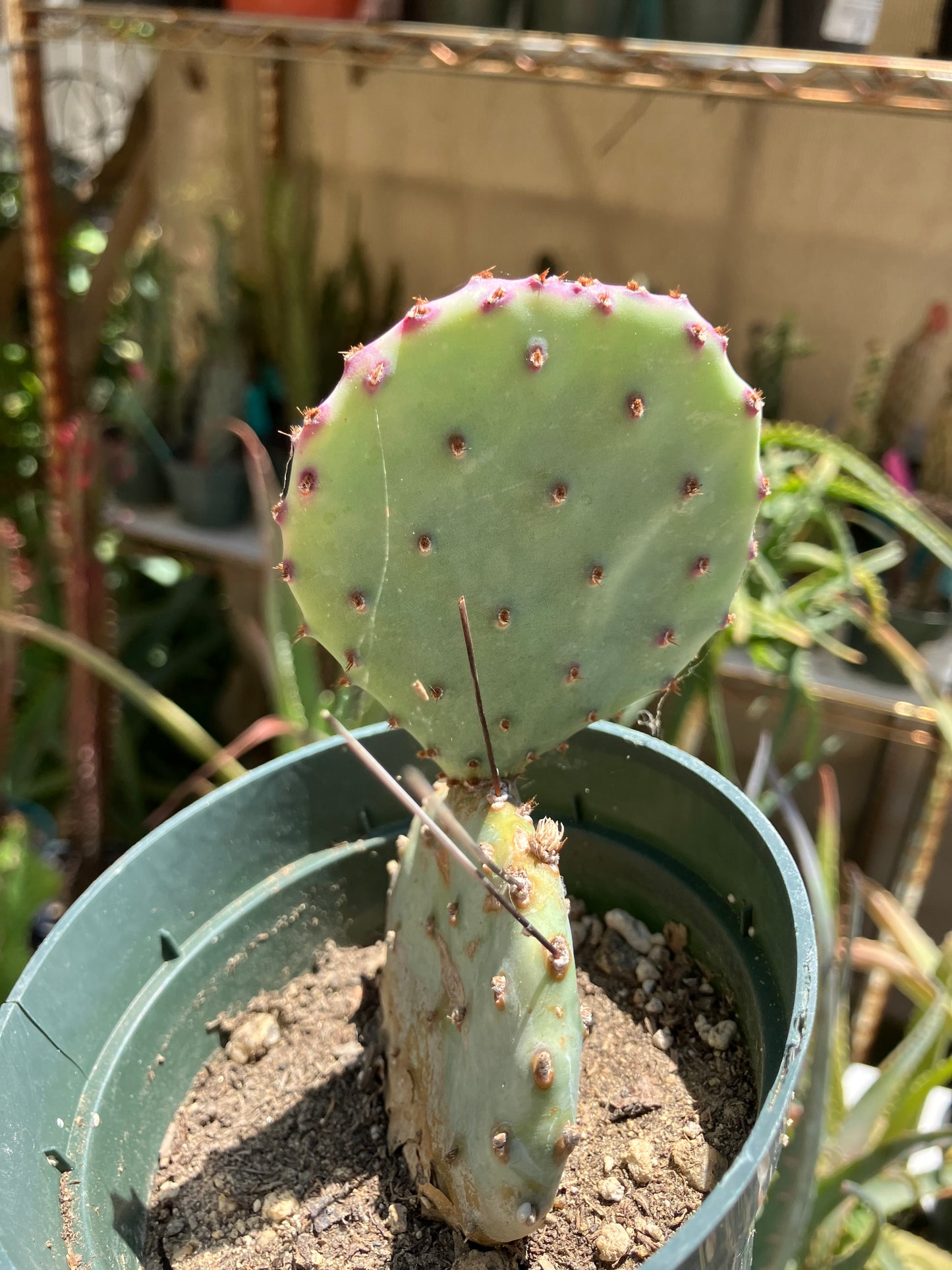 Opuntia Santa Rita Purple Prickly Pear 4"Tall #40W