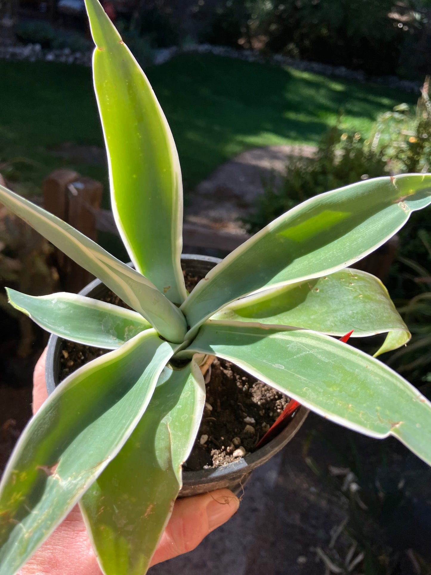 Agave~ Fox Tail Agave Attenuata  variegated 8" Tall 7"Wide #700R