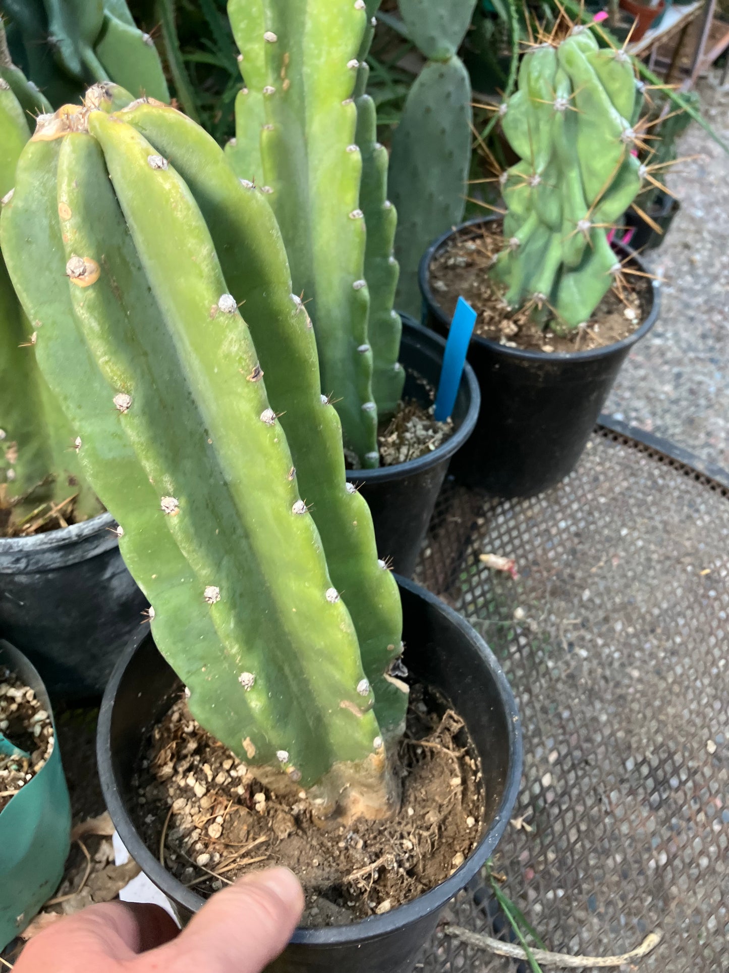 Cereus Peruvianus Night Blooming 11"Tall #110B