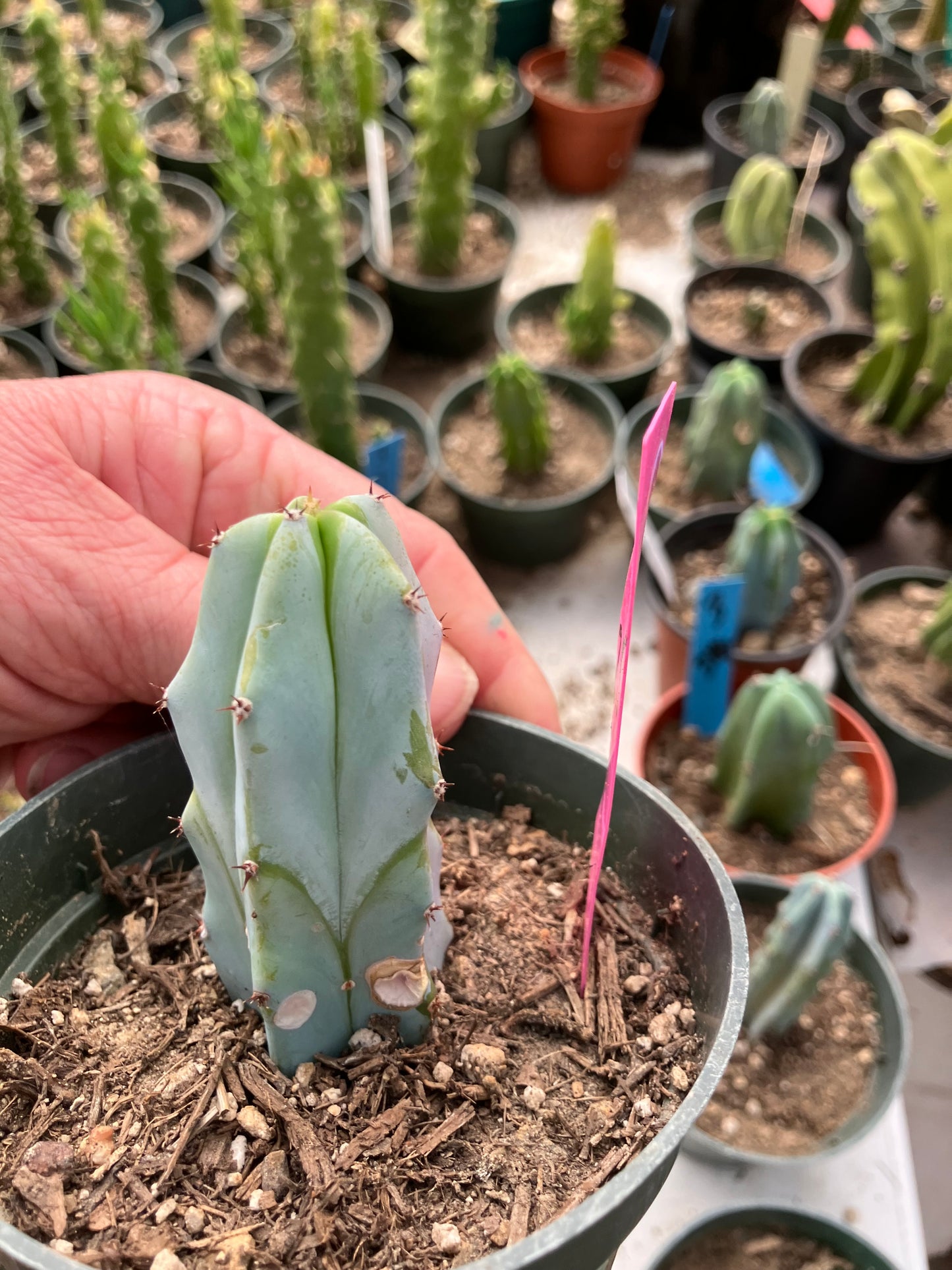 Myrtillocactus geometrizans Blue Myrtle Cactus 2.5"Tall #52P