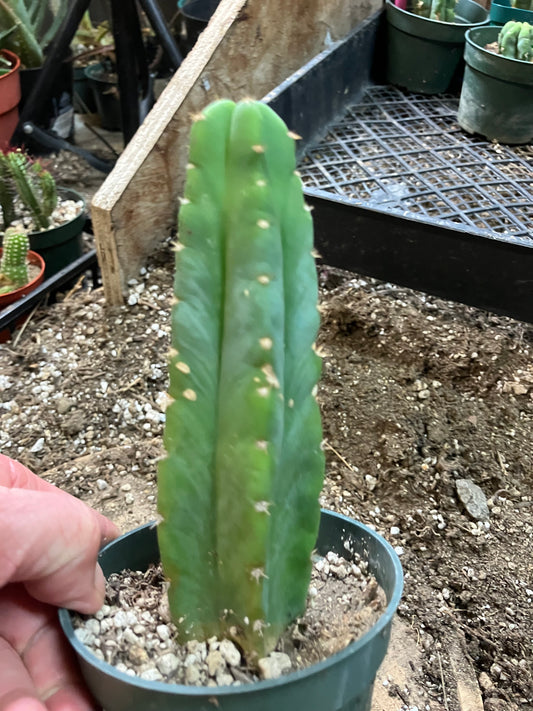 San Pedro Cactus - Trichocereus pachanoi 6"Tall #6B