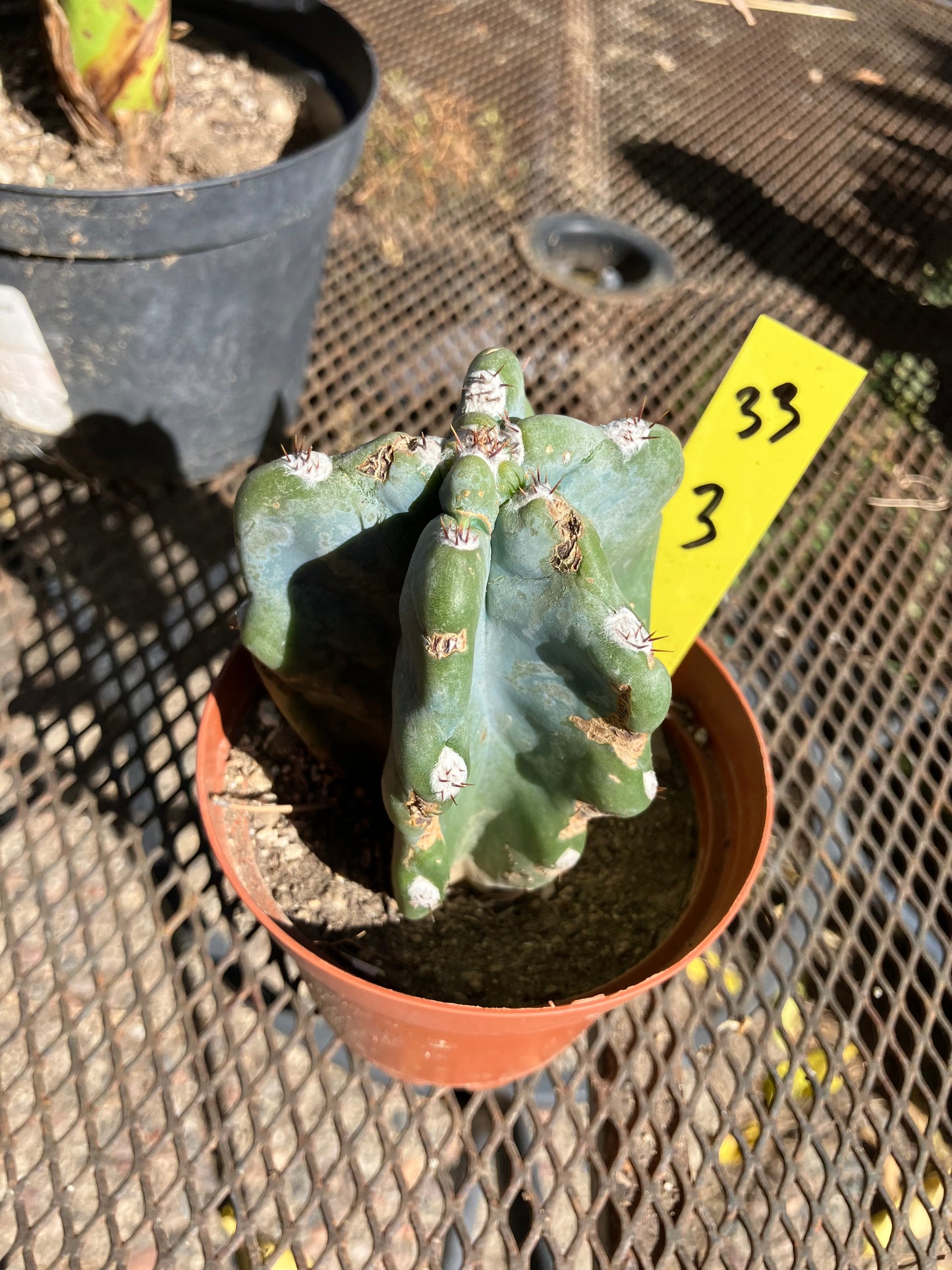 Cereus Peruvianus Monstrose Night Blooming 3”Tall #33Y