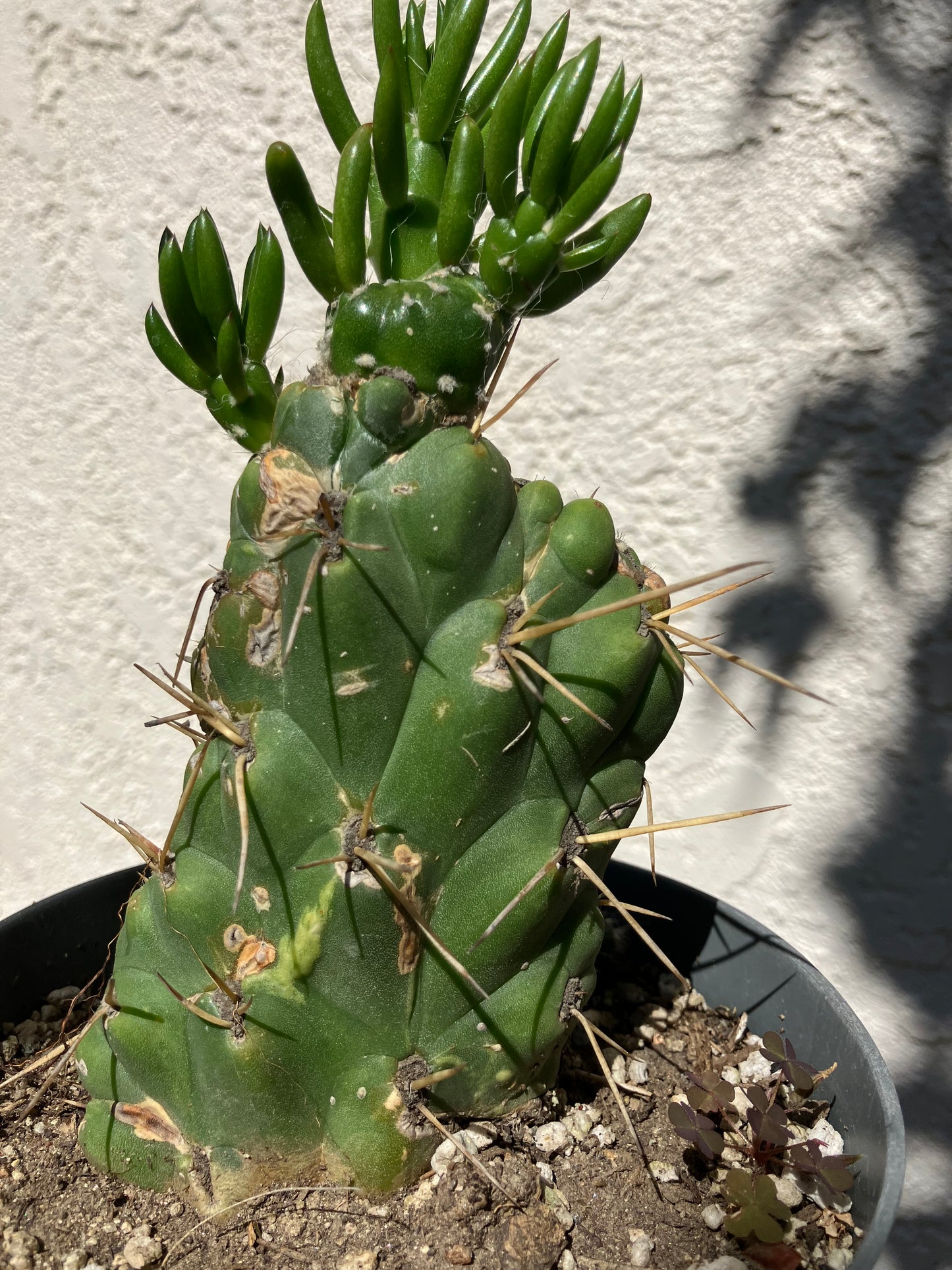 Austrocylinfdropuntia subulata monstrose Eve's Needle Cactus Crest 6"Tall  #66G