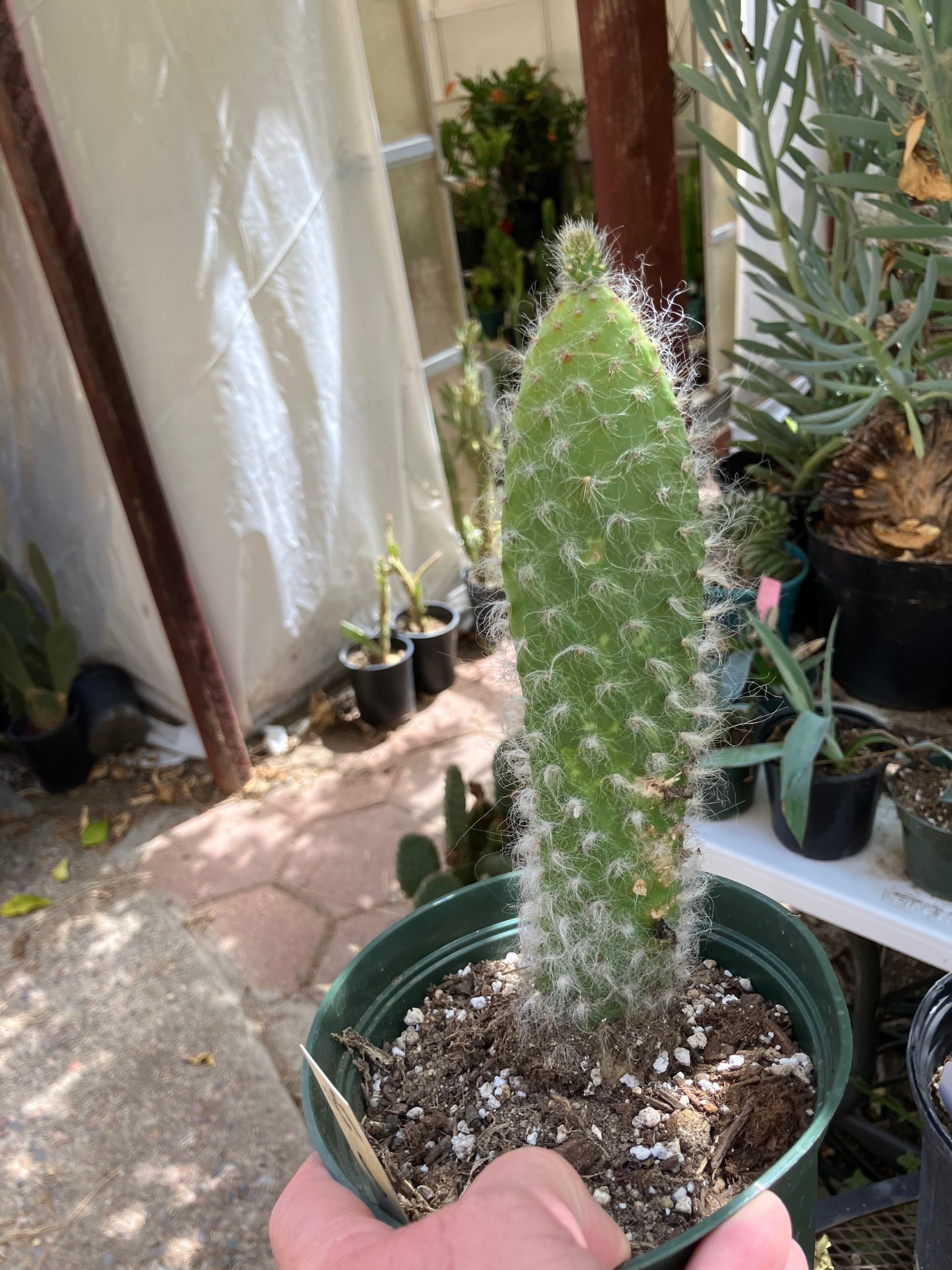 Opuntia erinacea ursine Snow Ponytail Cactus 8”Tall #89W